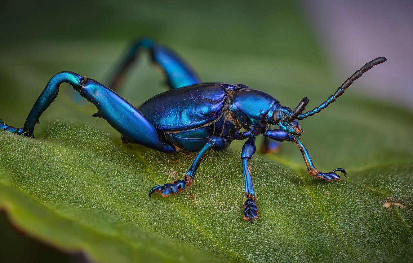 Beetle Insect Wallpapers