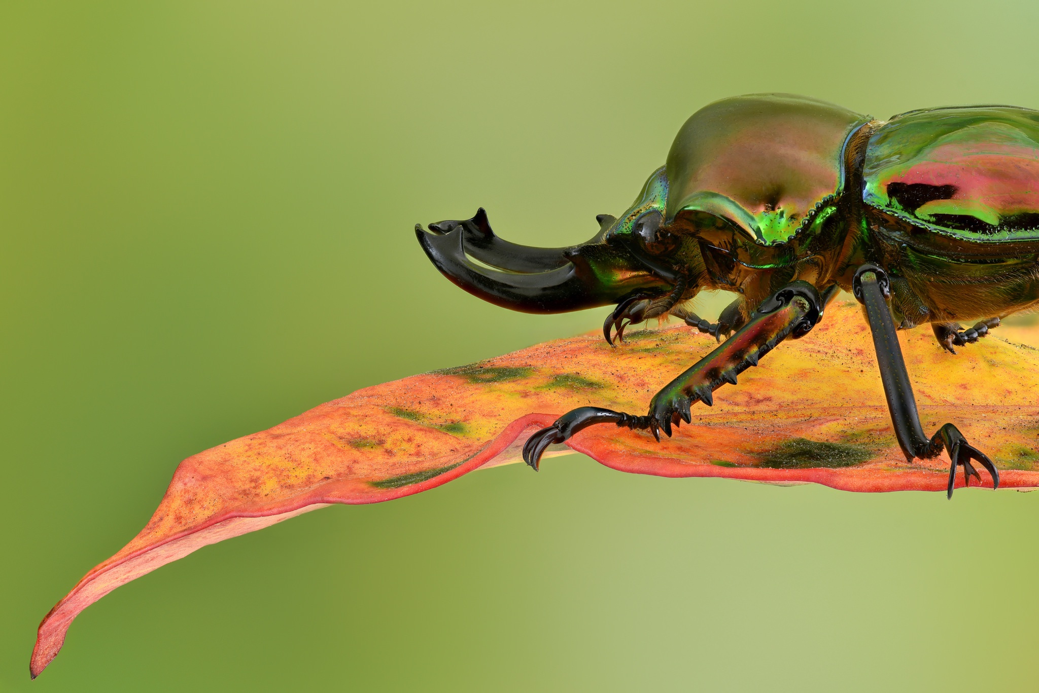 Beetle Insect Wallpapers