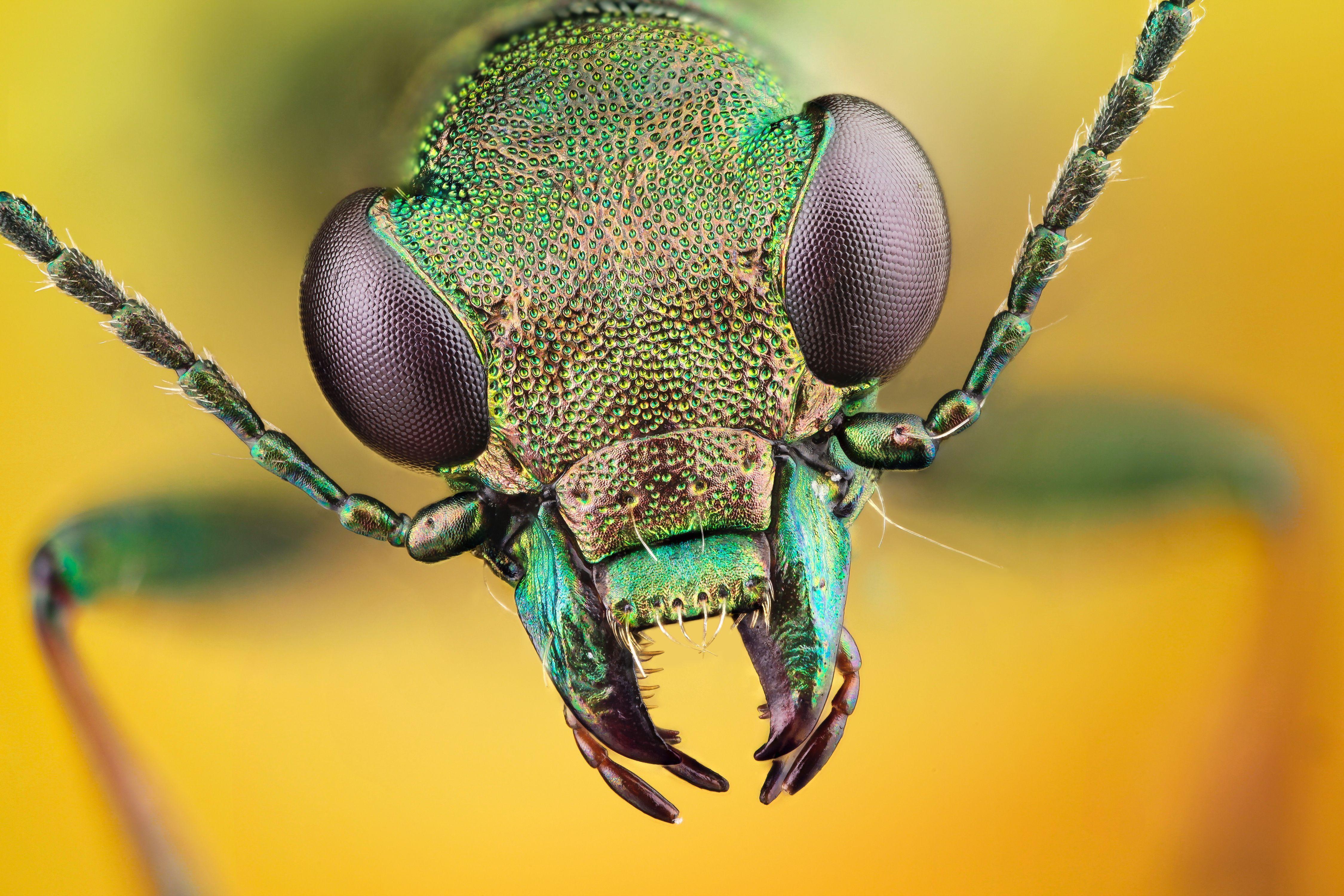 Beetle Insect Wallpapers