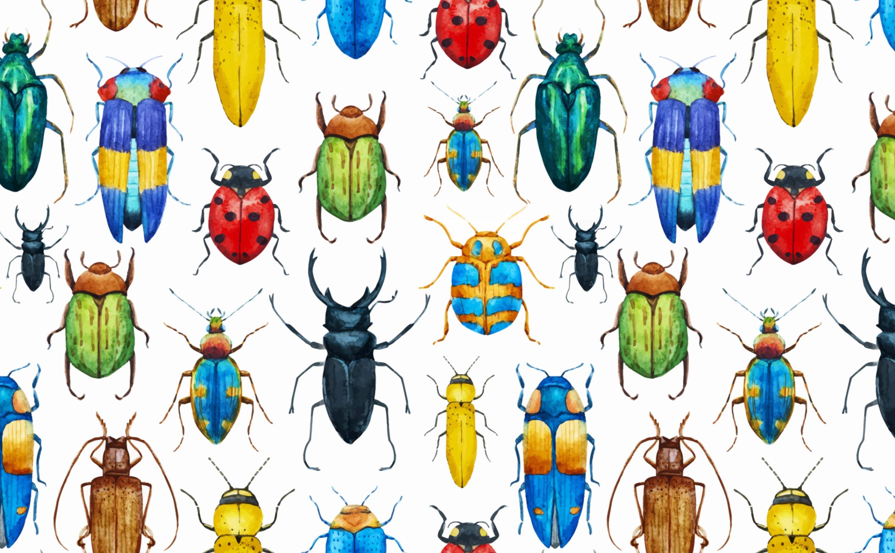 Beetle Insect Wallpapers