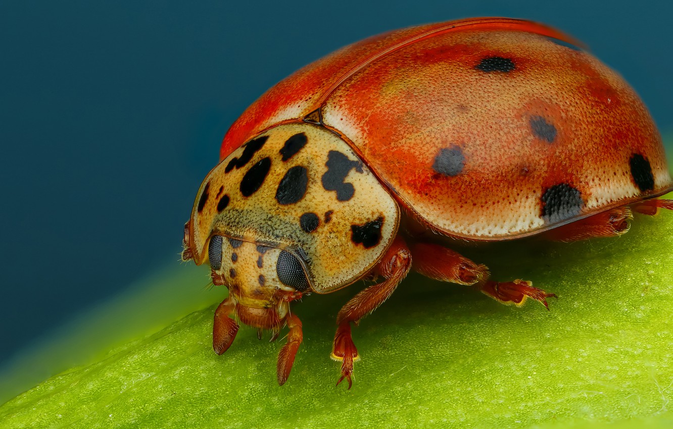 Beetle Insect Wallpapers