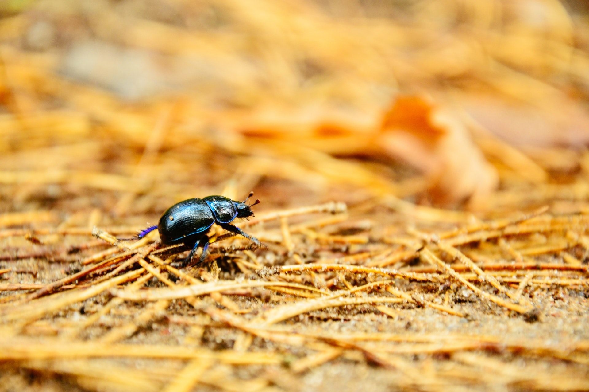 Beetle Insect Wallpapers