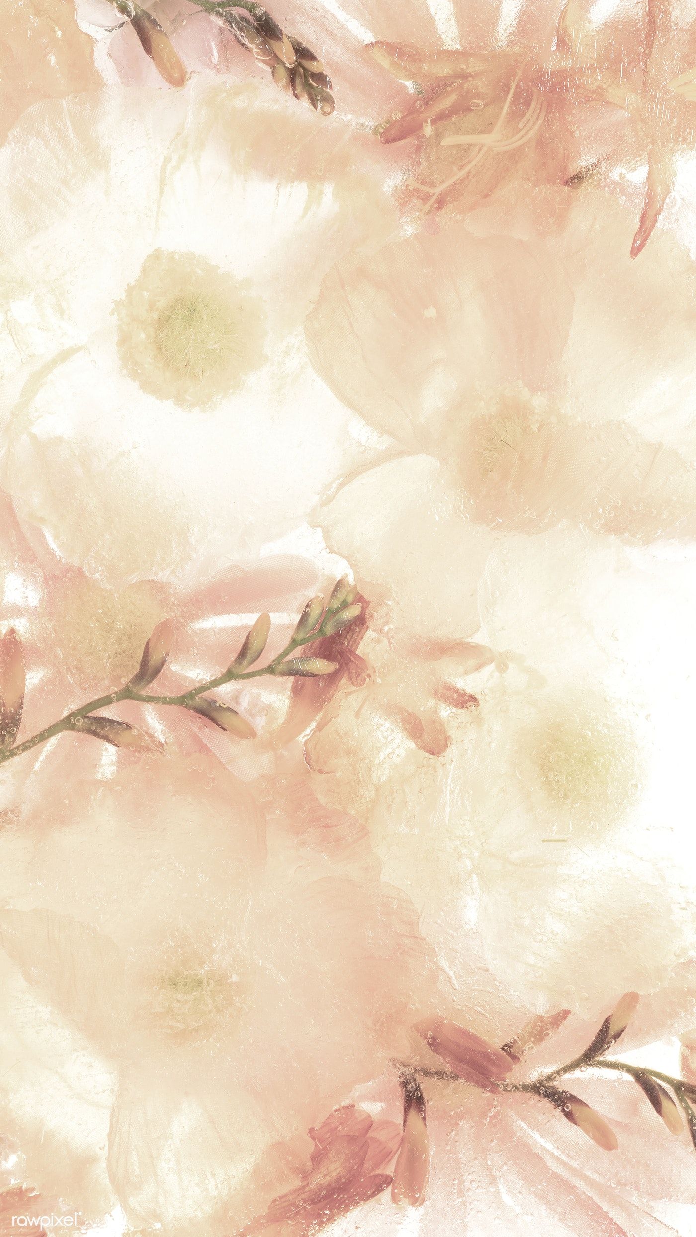 Beige Flowers Wallpapers