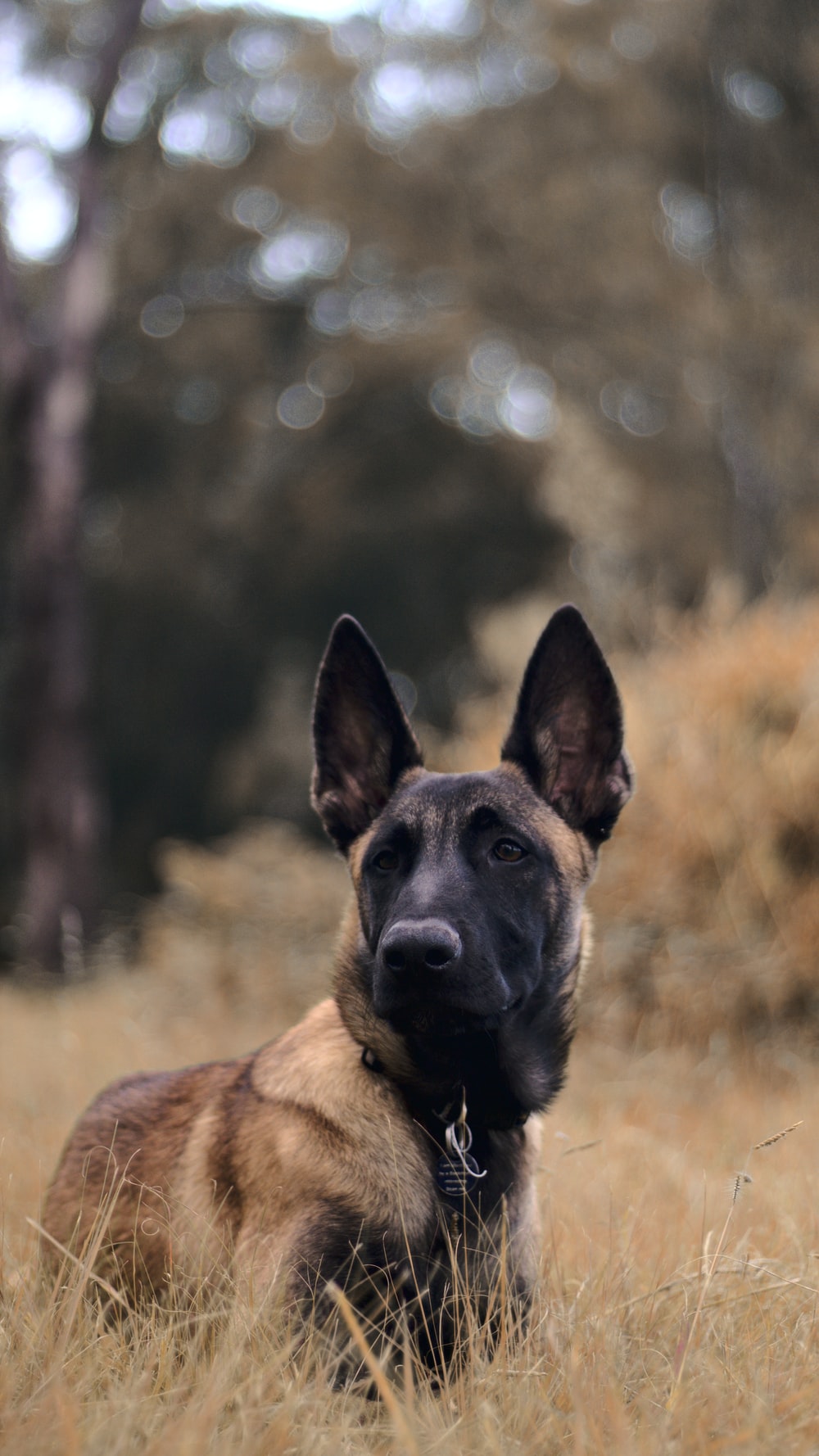 Belgian Malinois Wallpapers