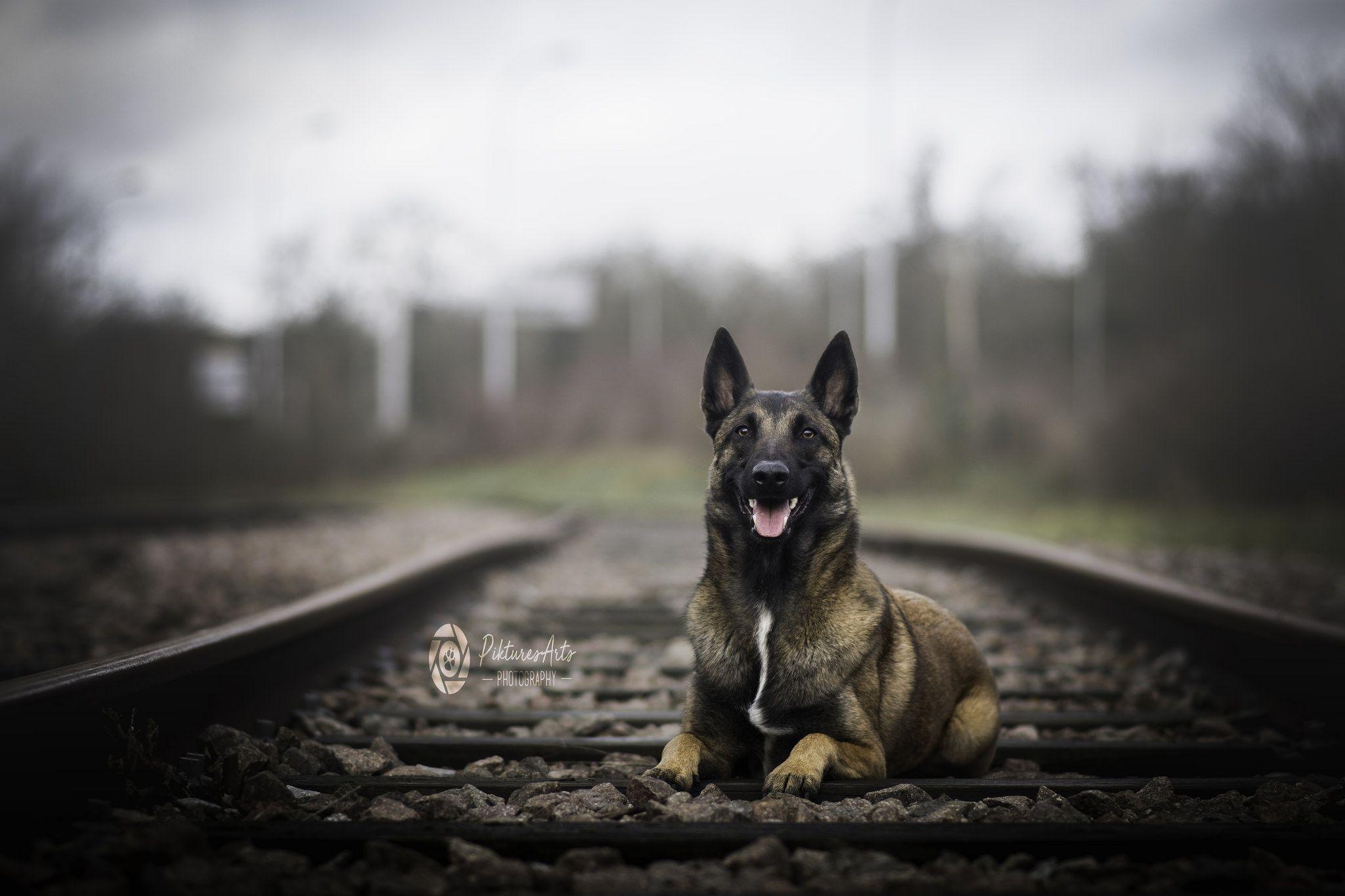 Belgian Malinois Wallpapers