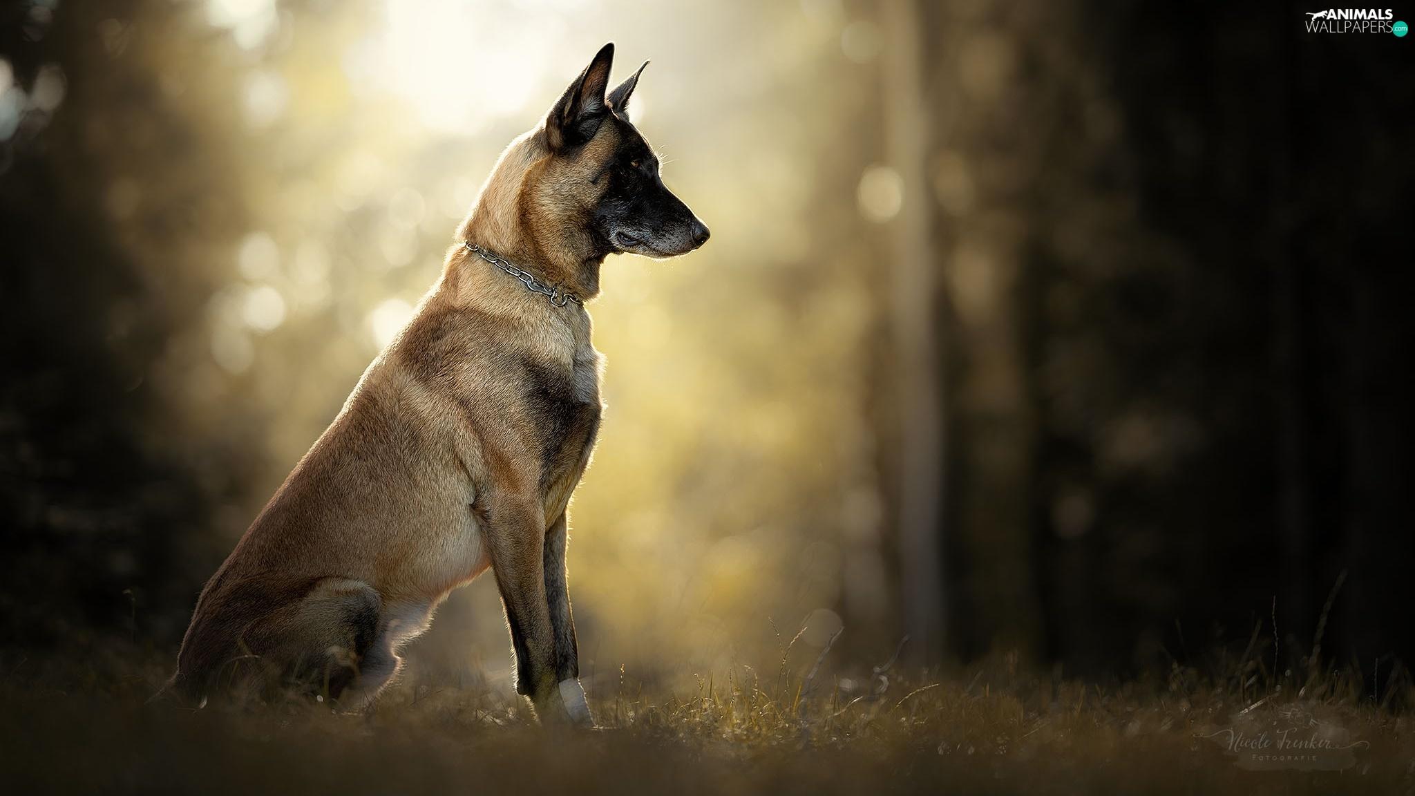 Belgian Malinois Wallpapers