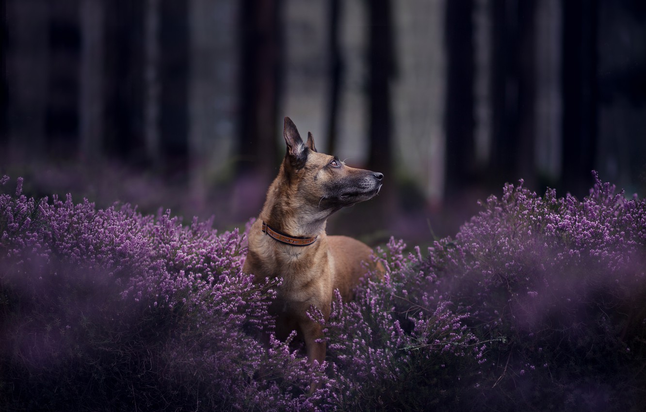 Belgian Malinois Wallpapers