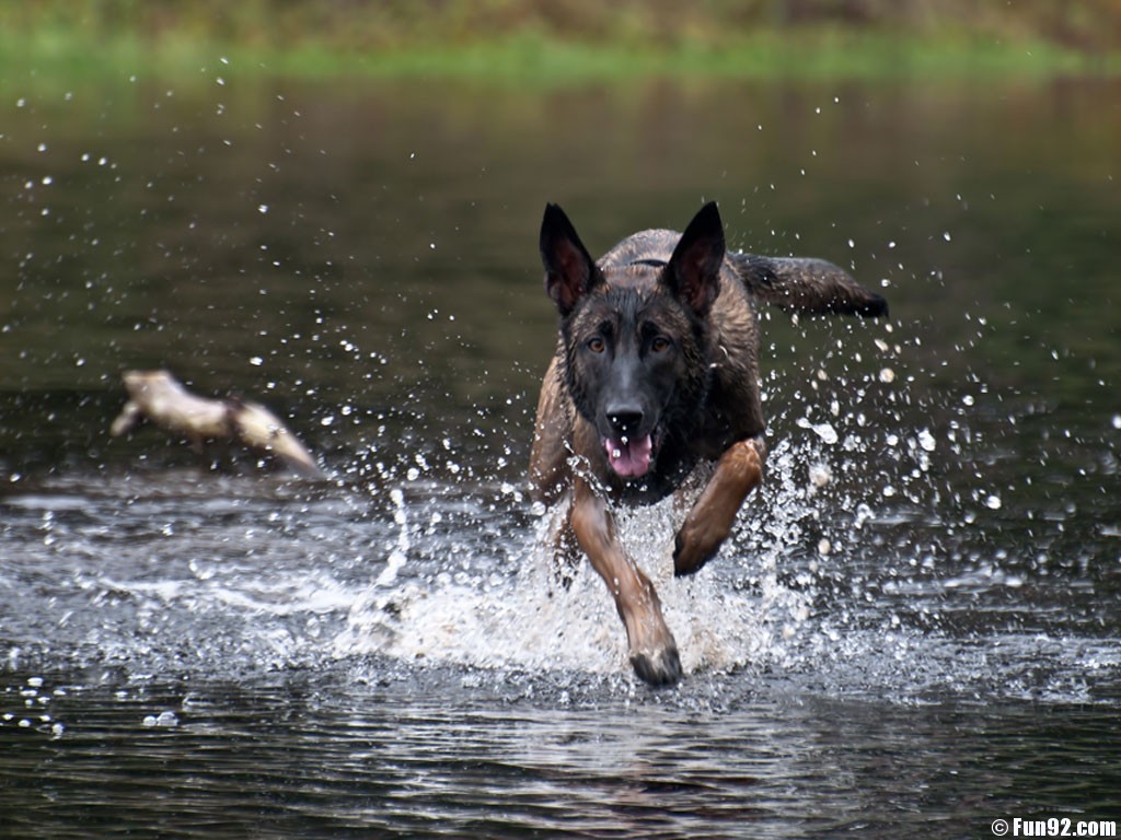 Belgian Malinois Wallpapers