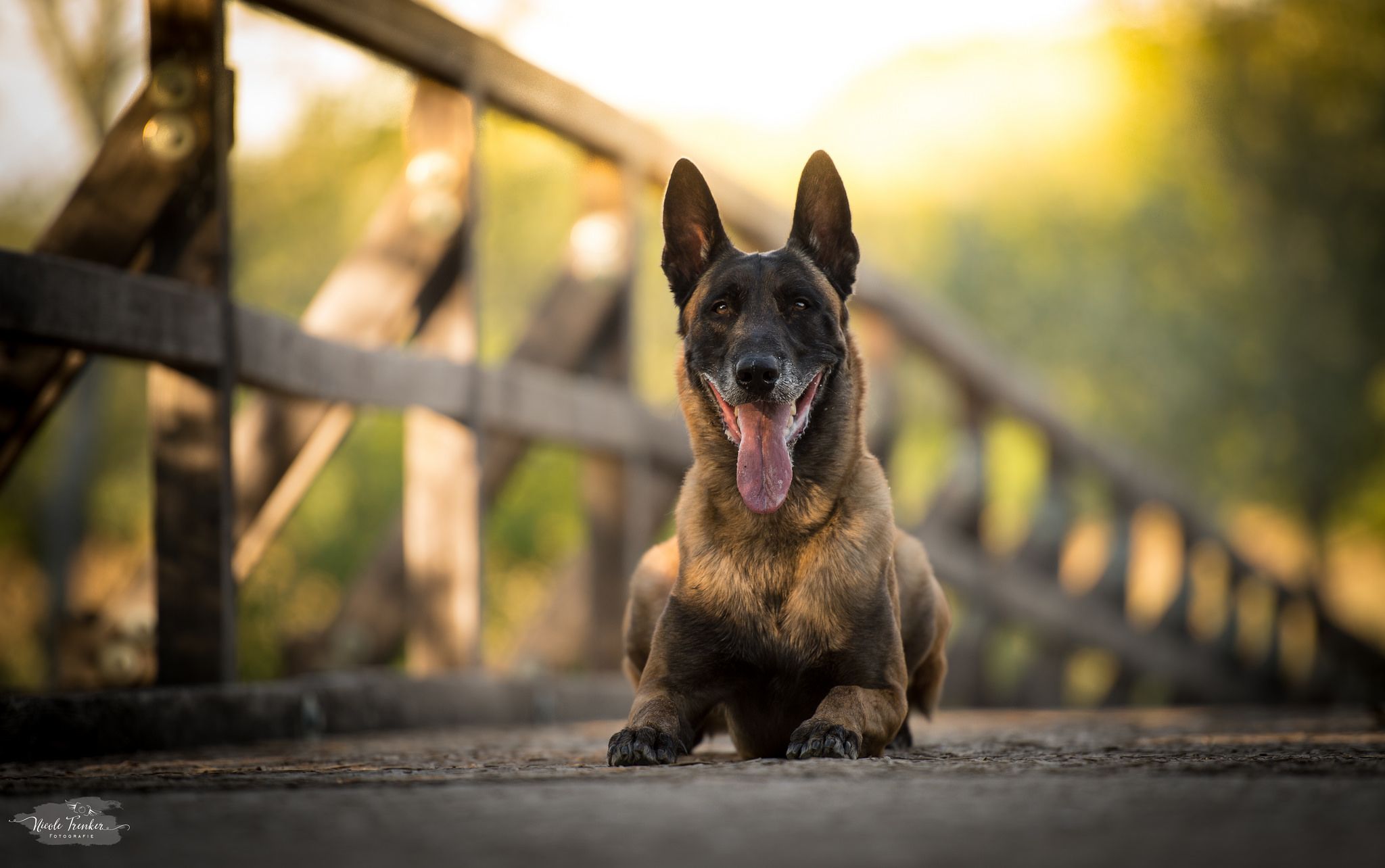 Belgian Shepherd Wallpapers