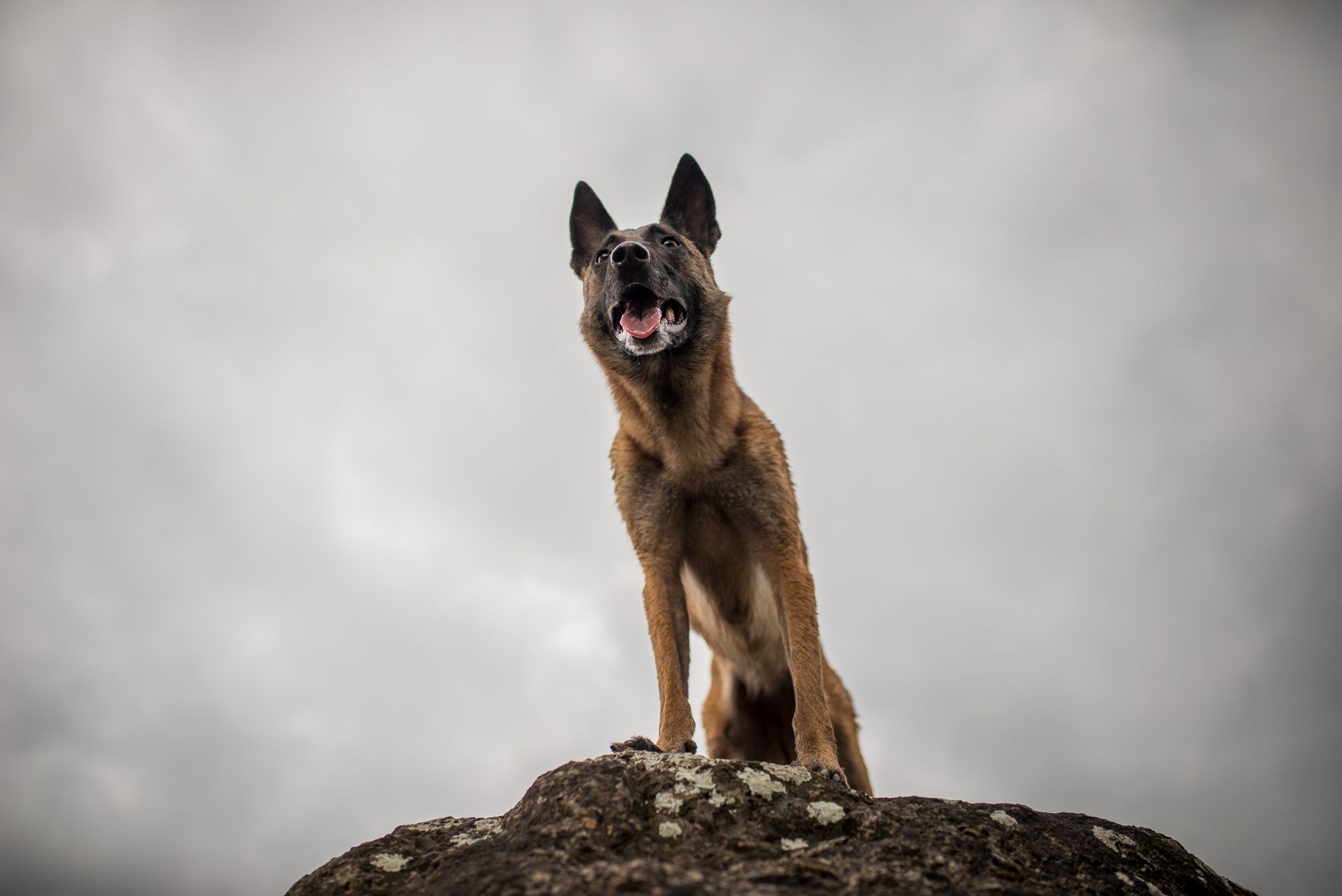 Belgian Shepherd Wallpapers