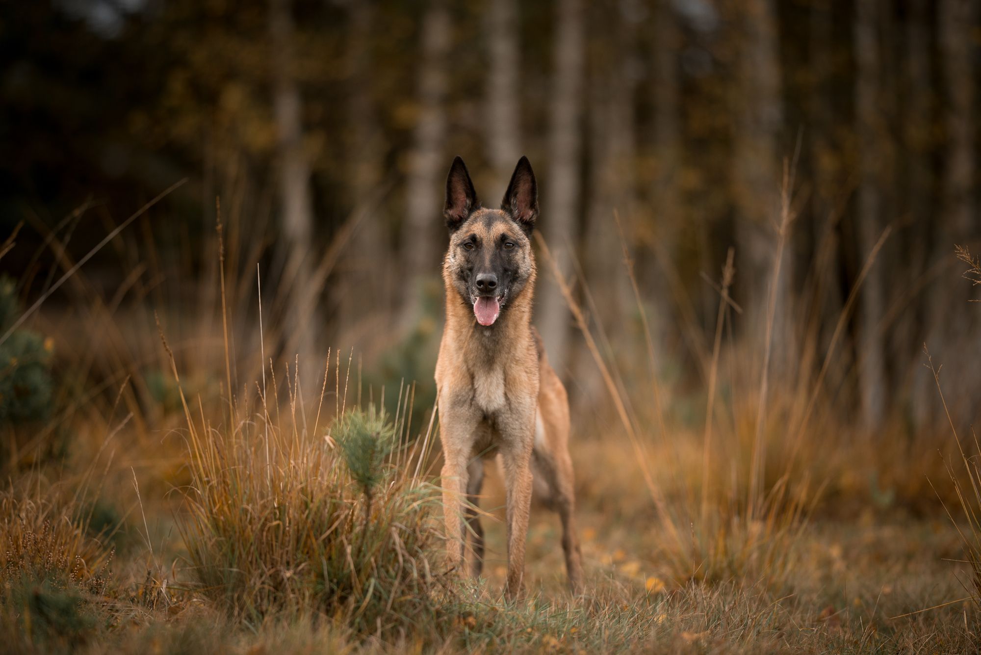 Belgian Shepherd Wallpapers