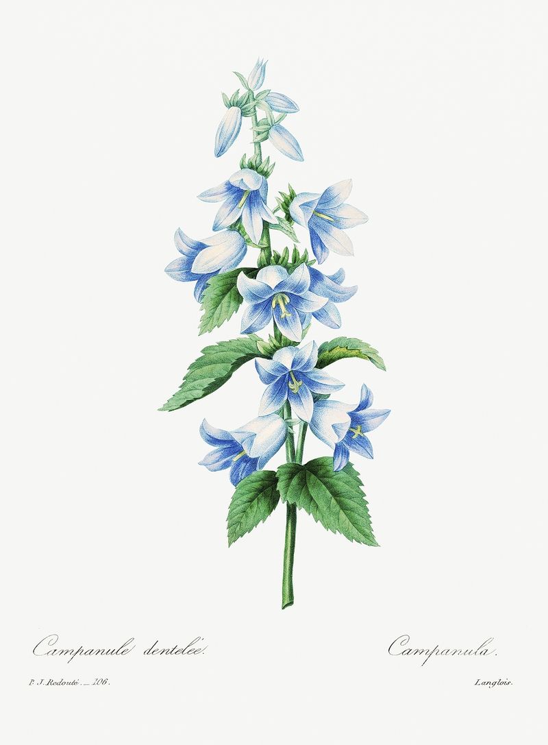 Bellflower Wallpapers