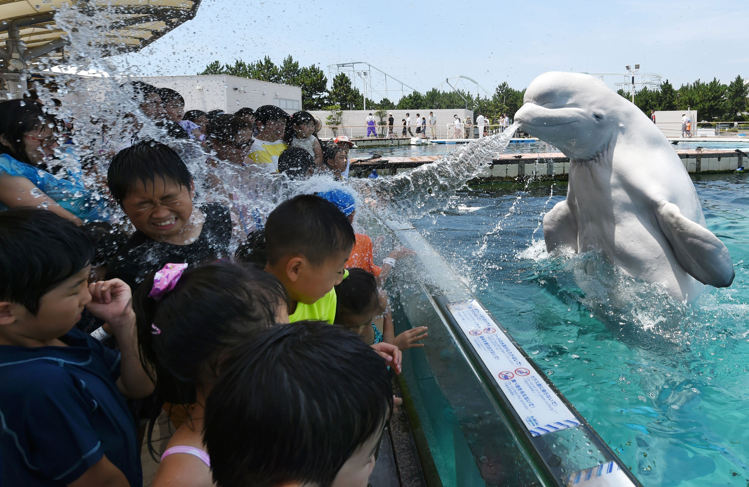 Beluga Cat Wallpapers