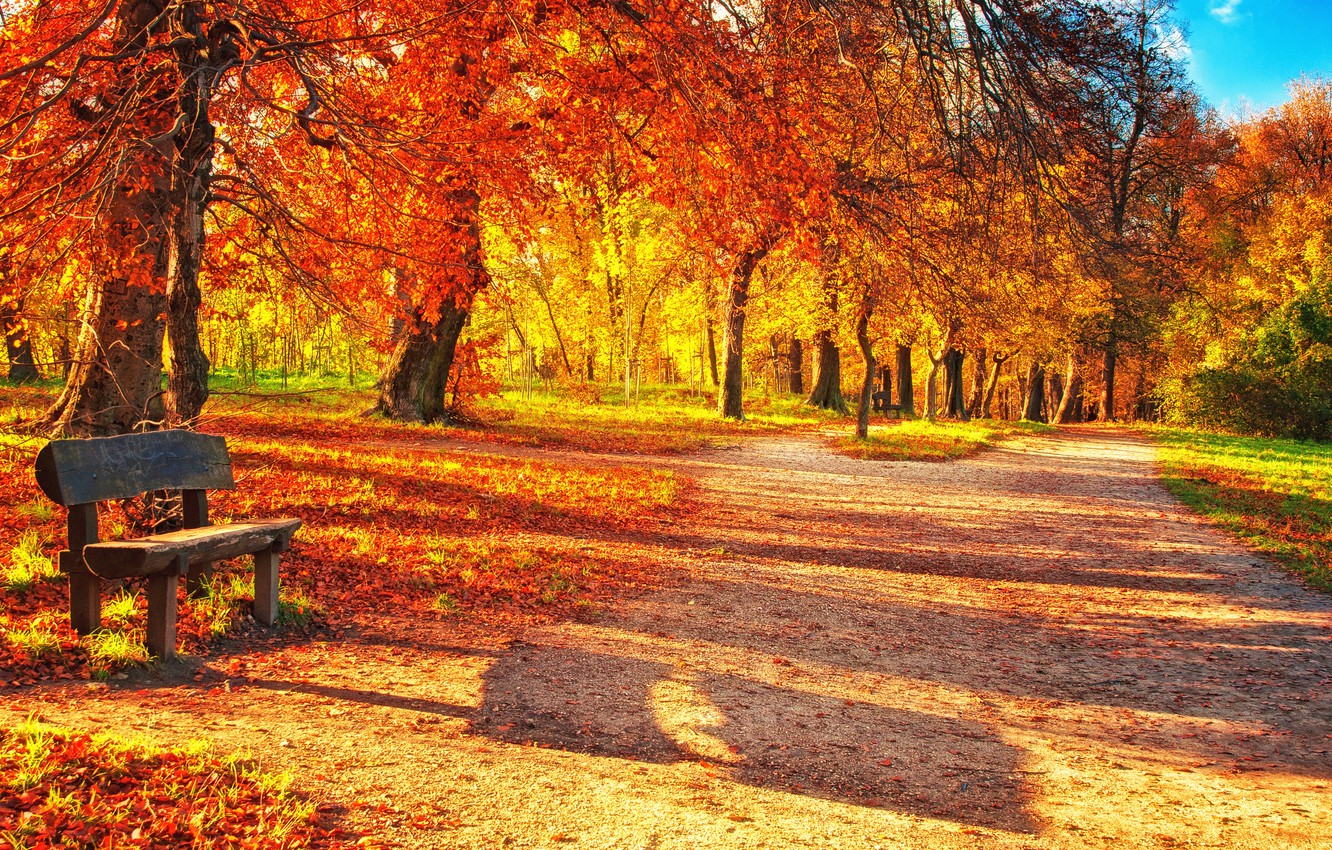 Bench And Trees From Autumn Park In Fall Wallpapers