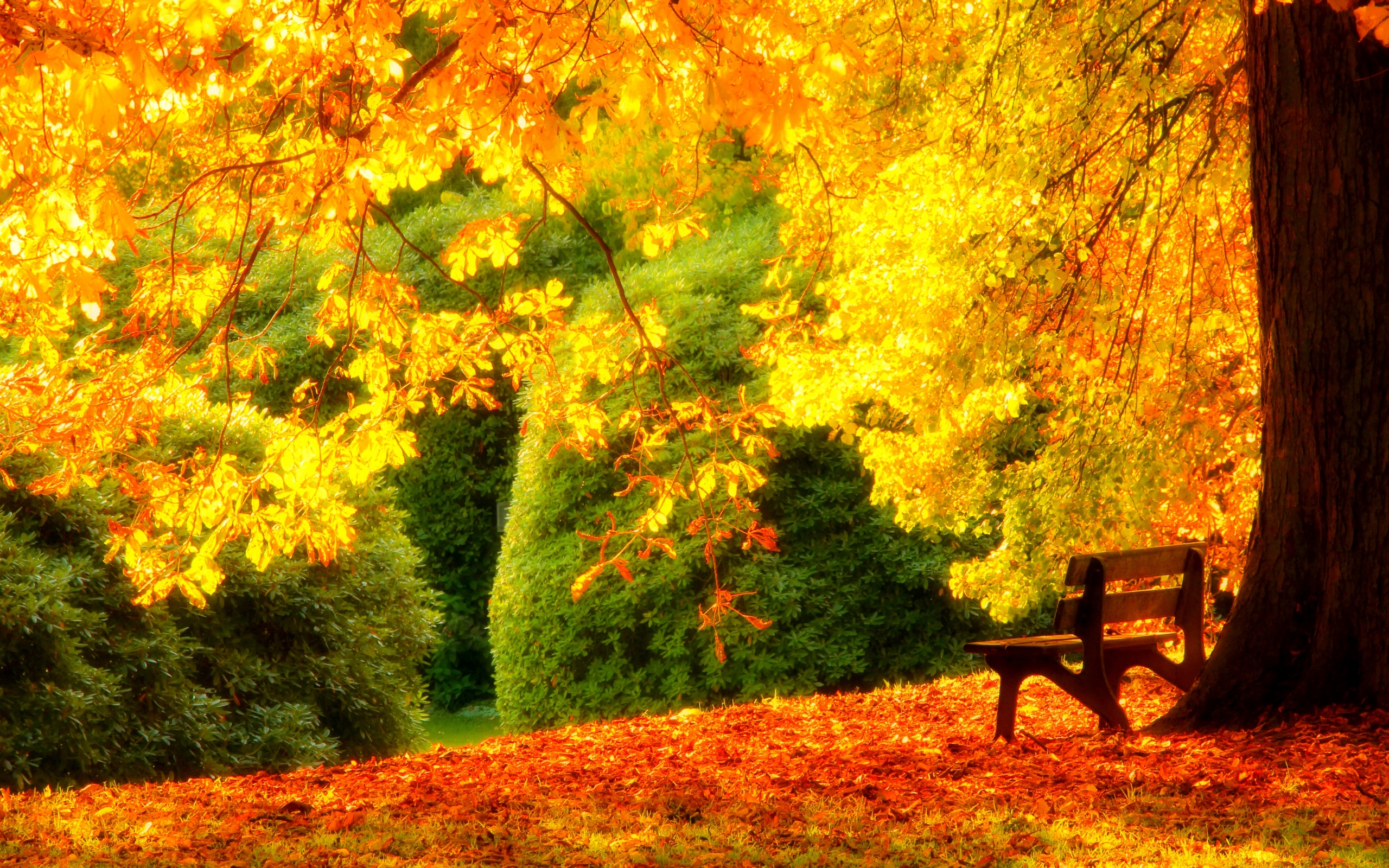 Bench And Trees From Autumn Park In Fall Wallpapers