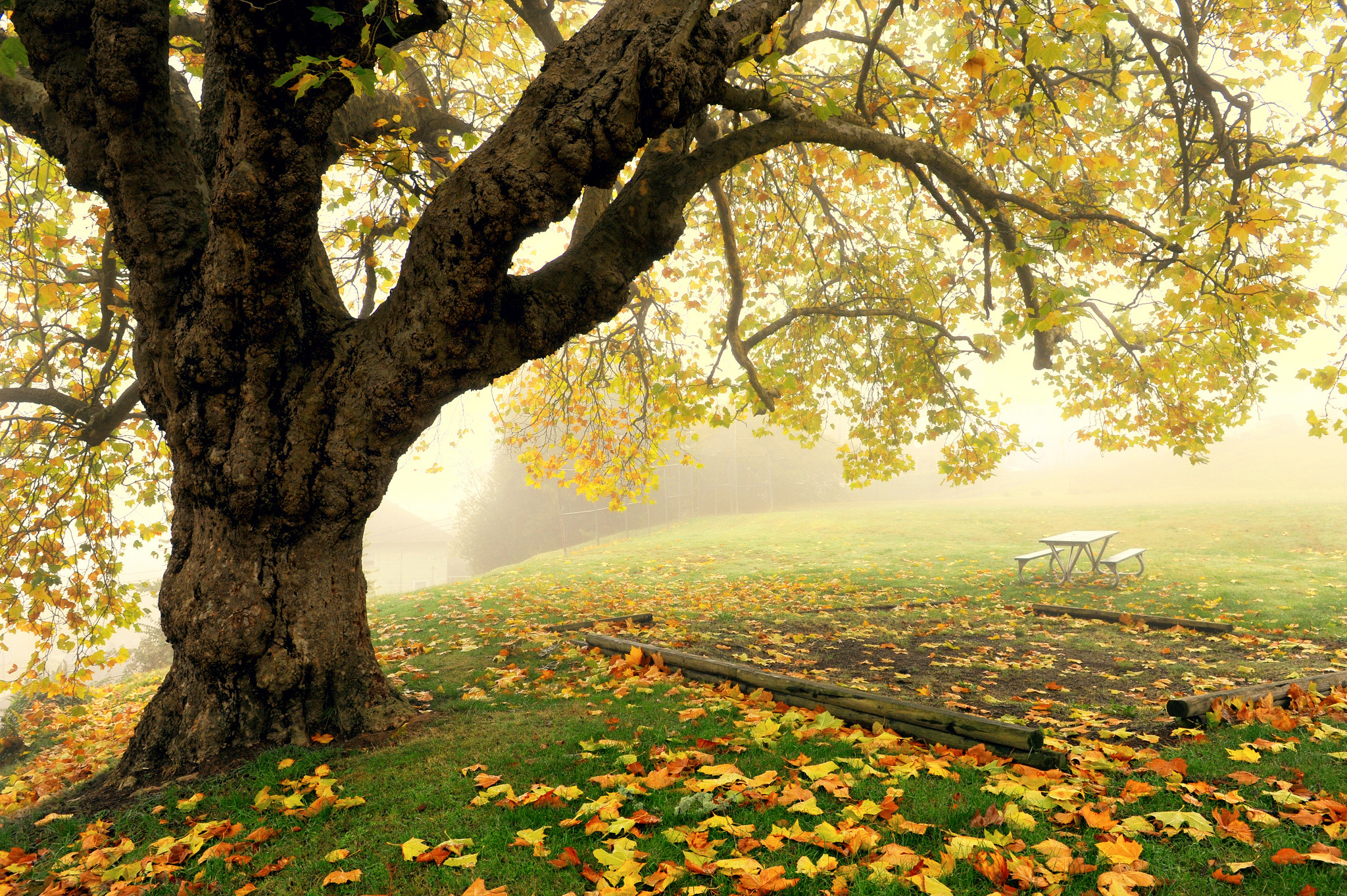 Bench And Trees From Autumn Park In Fall Wallpapers