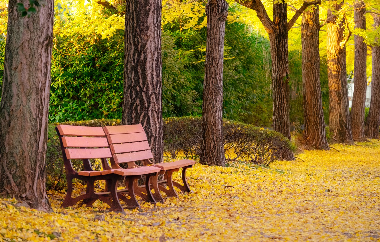 Bench And Trees From Autumn Park In Fall Wallpapers