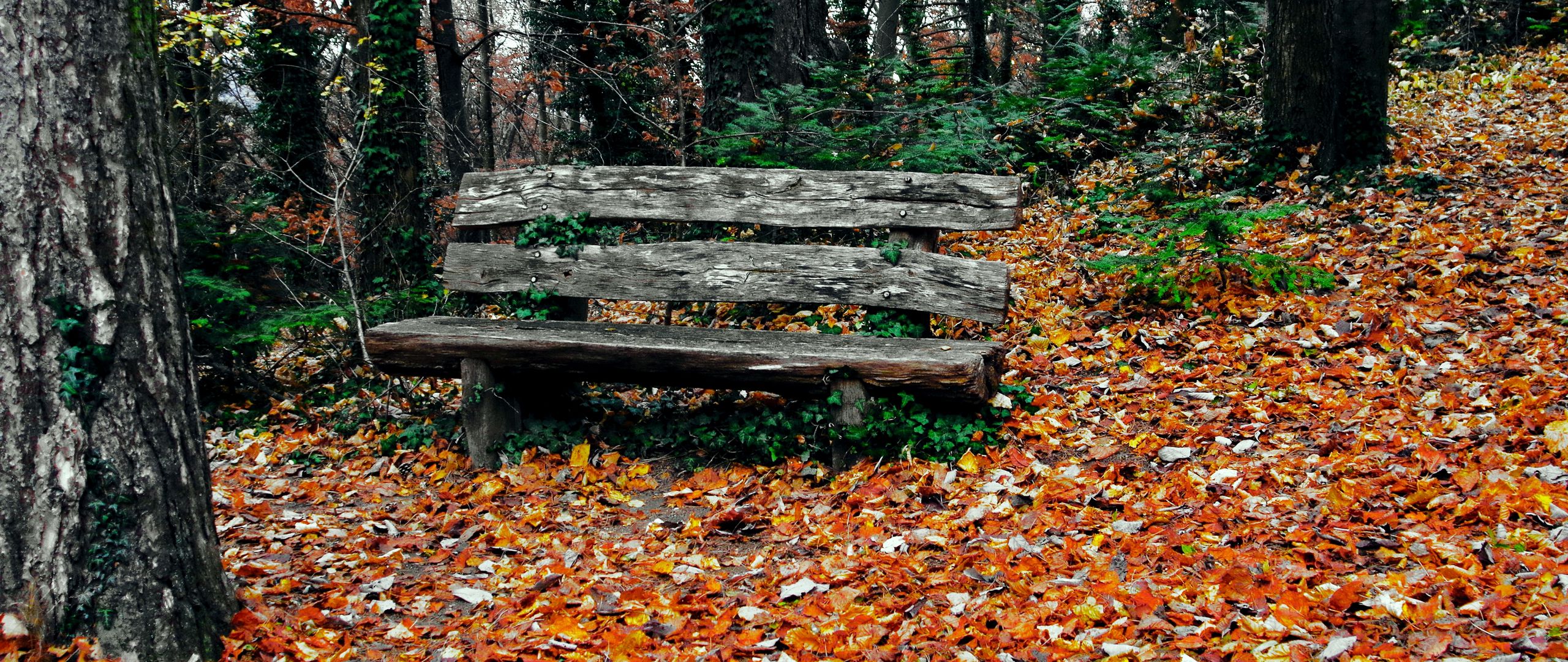 Bench And Trees From Autumn Park In Fall Wallpapers