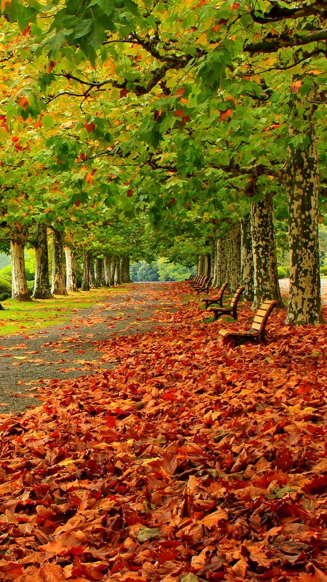 Bench And Trees From Autumn Park In Fall Wallpapers