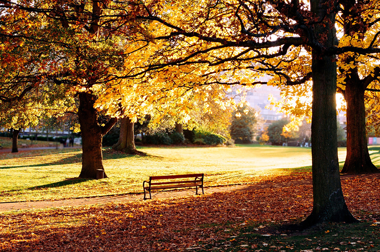 Bench And Trees From Autumn Park In Fall Wallpapers