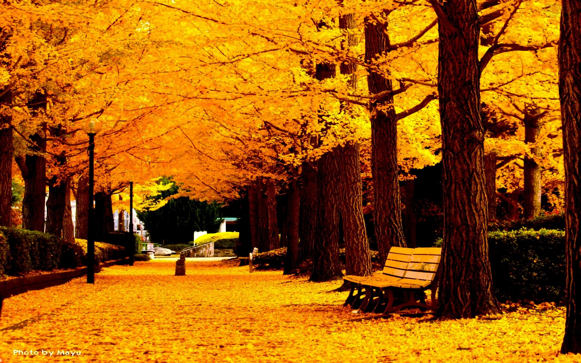 Bench And Trees From Autumn Park In Fall Wallpapers