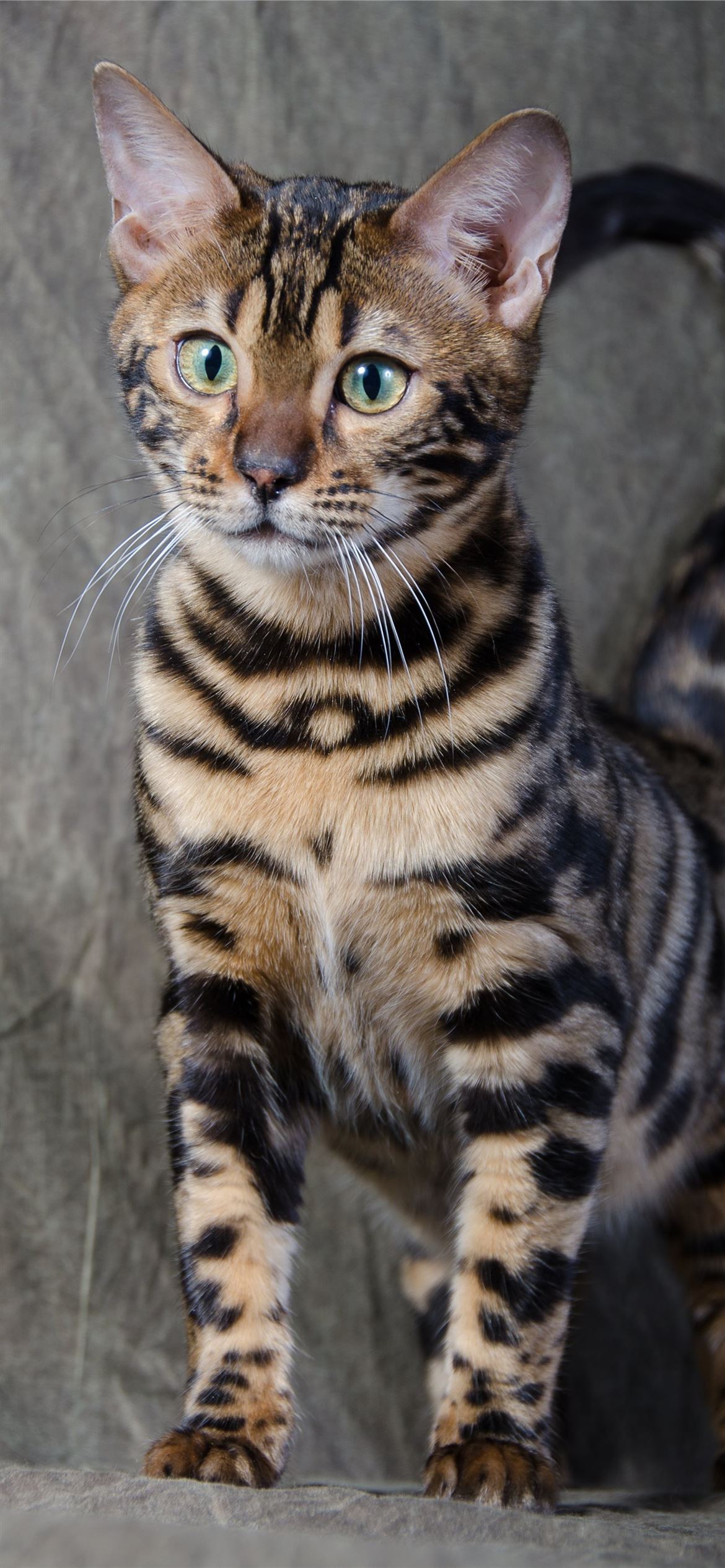 Bengal Cat Wallpapers