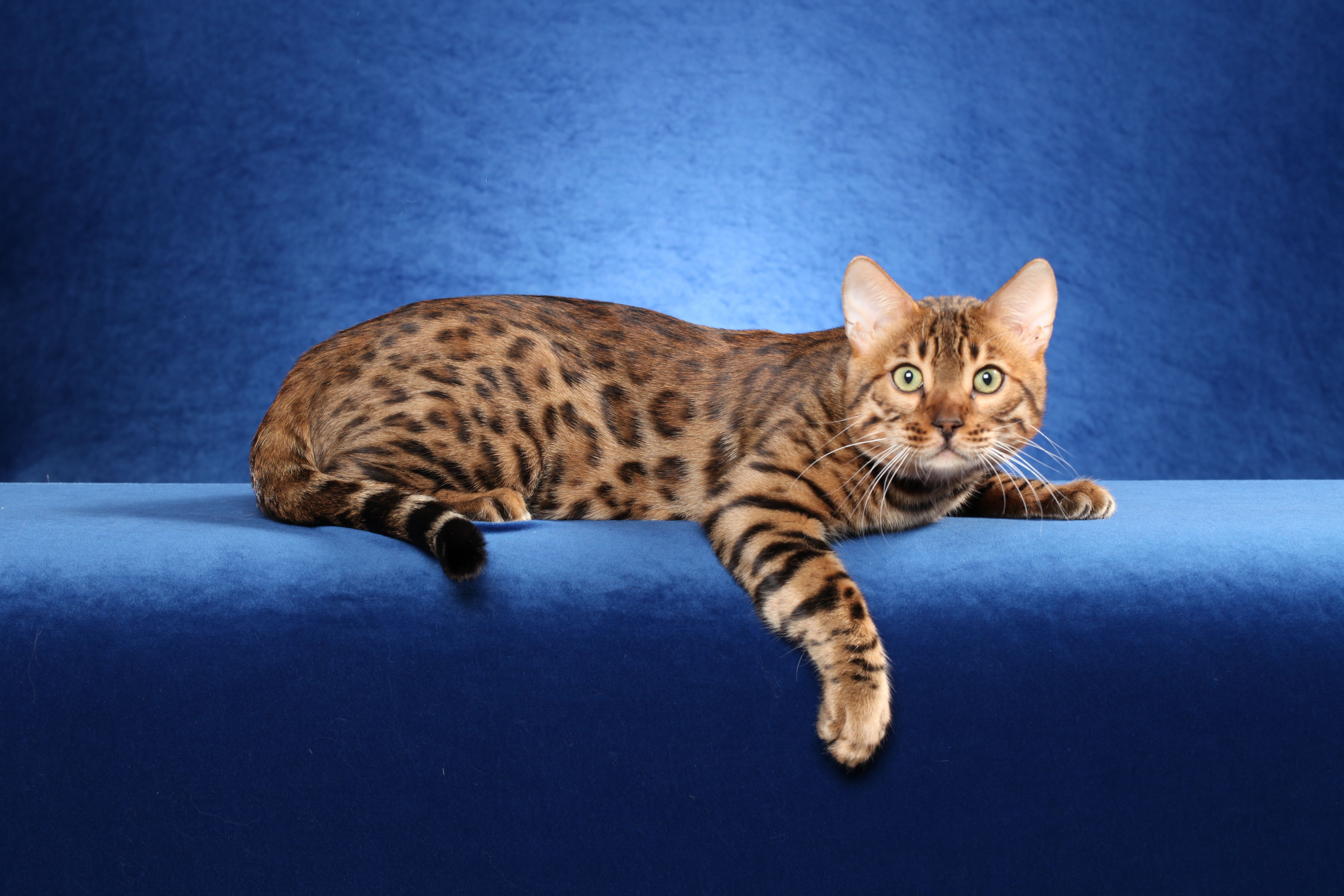 Bengal Cat Wallpapers