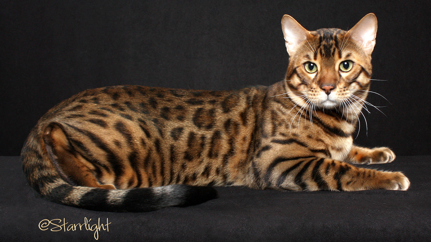 Bengal Cat Wallpapers