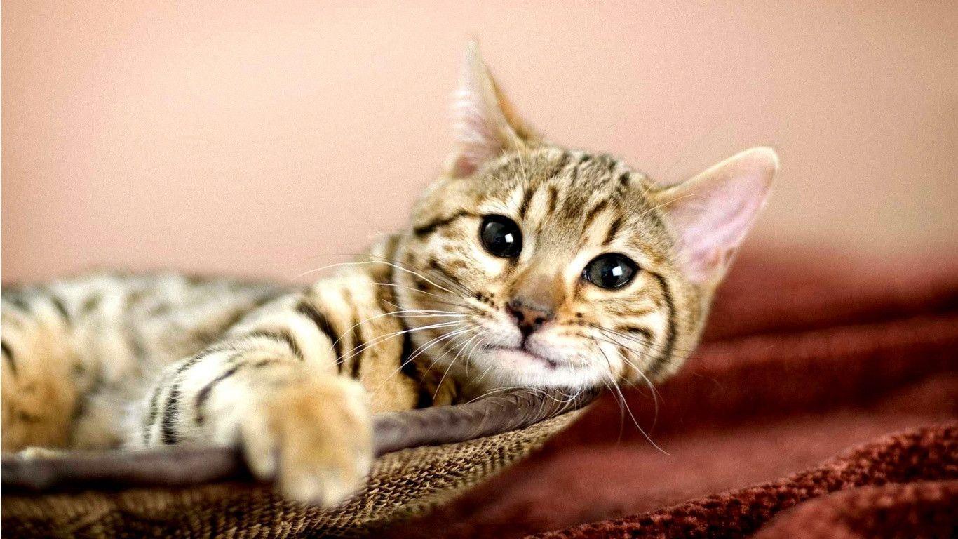 Bengal Cat Wallpapers