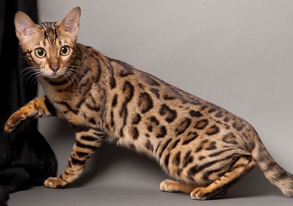 Bengal Cat Wallpapers