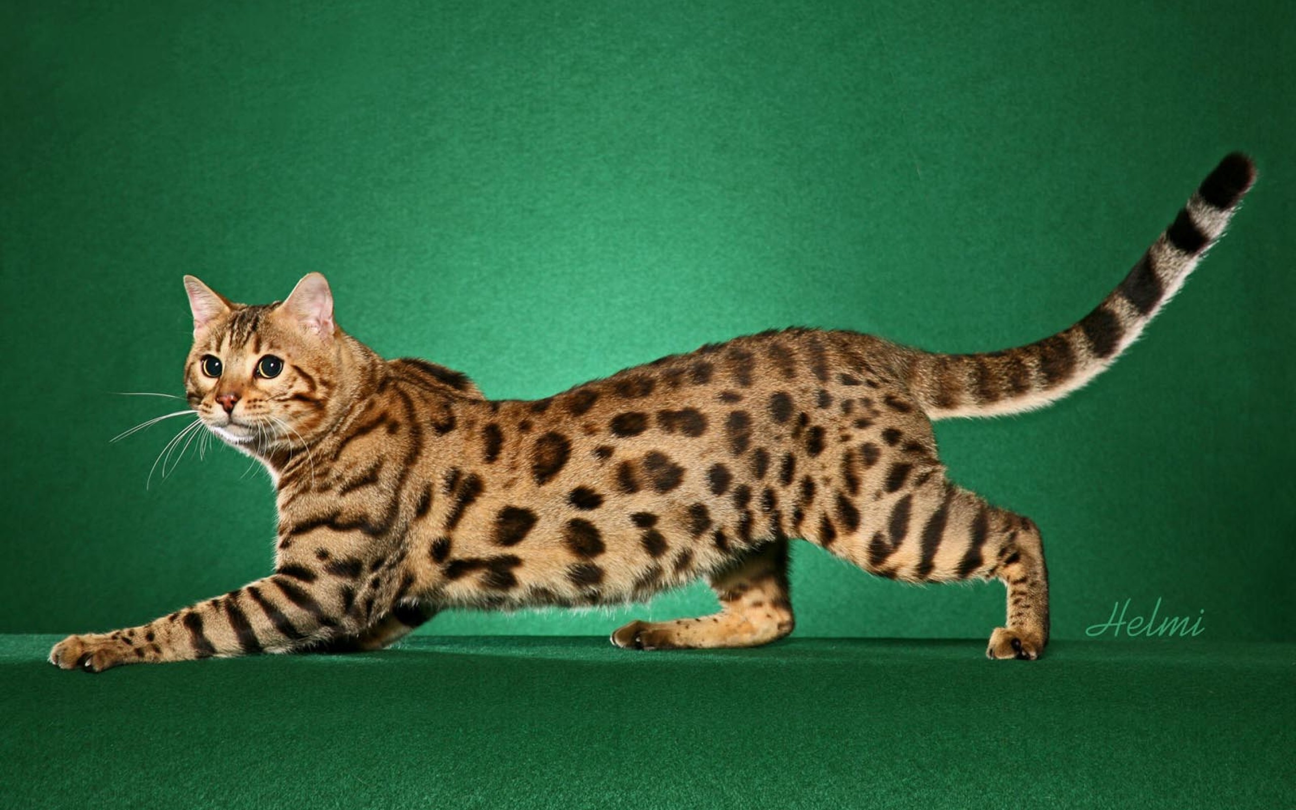 Bengal Cat Wallpapers