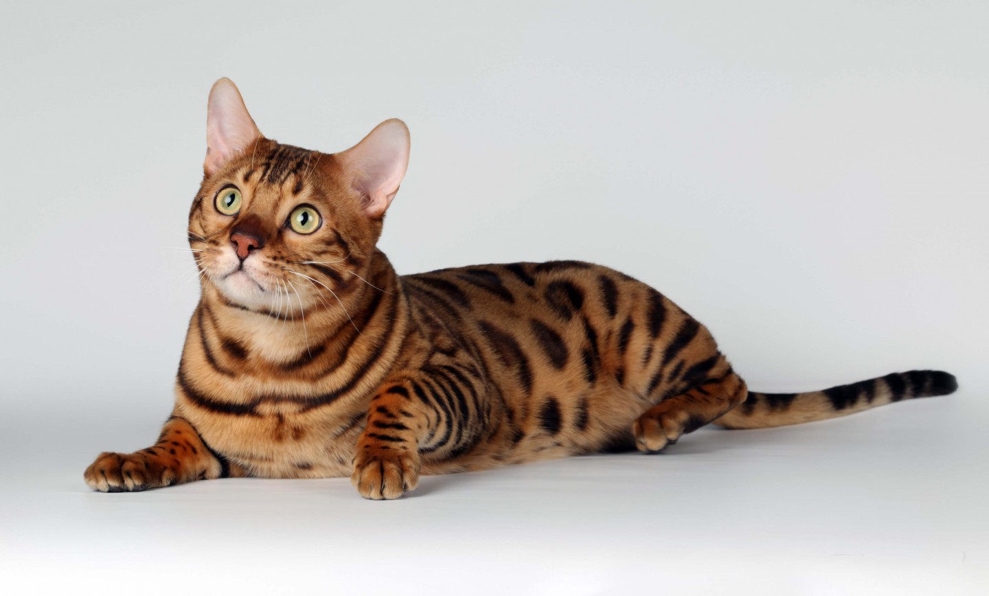 Bengal Cat Wallpapers