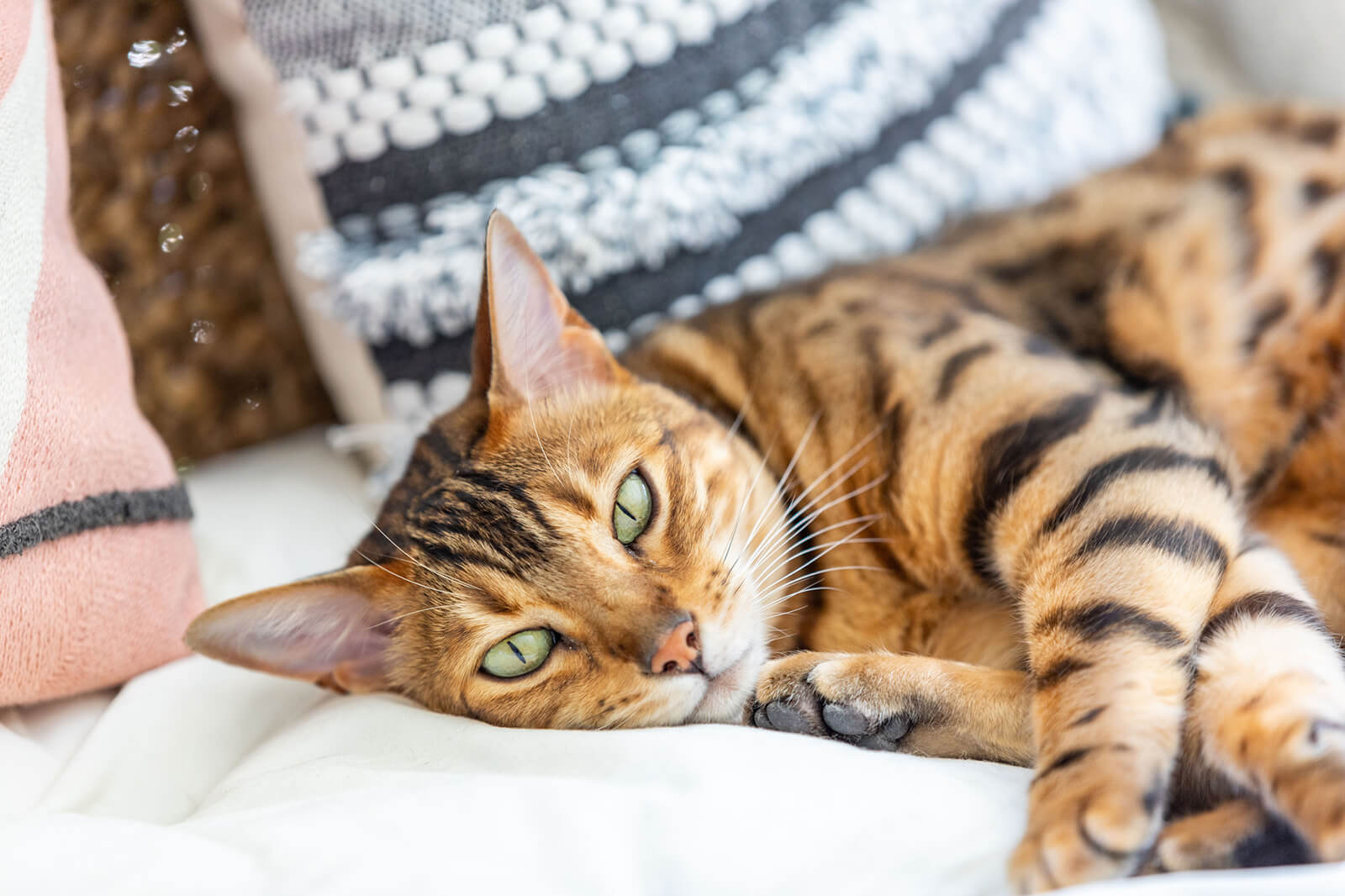 Bengal Cat Wallpapers