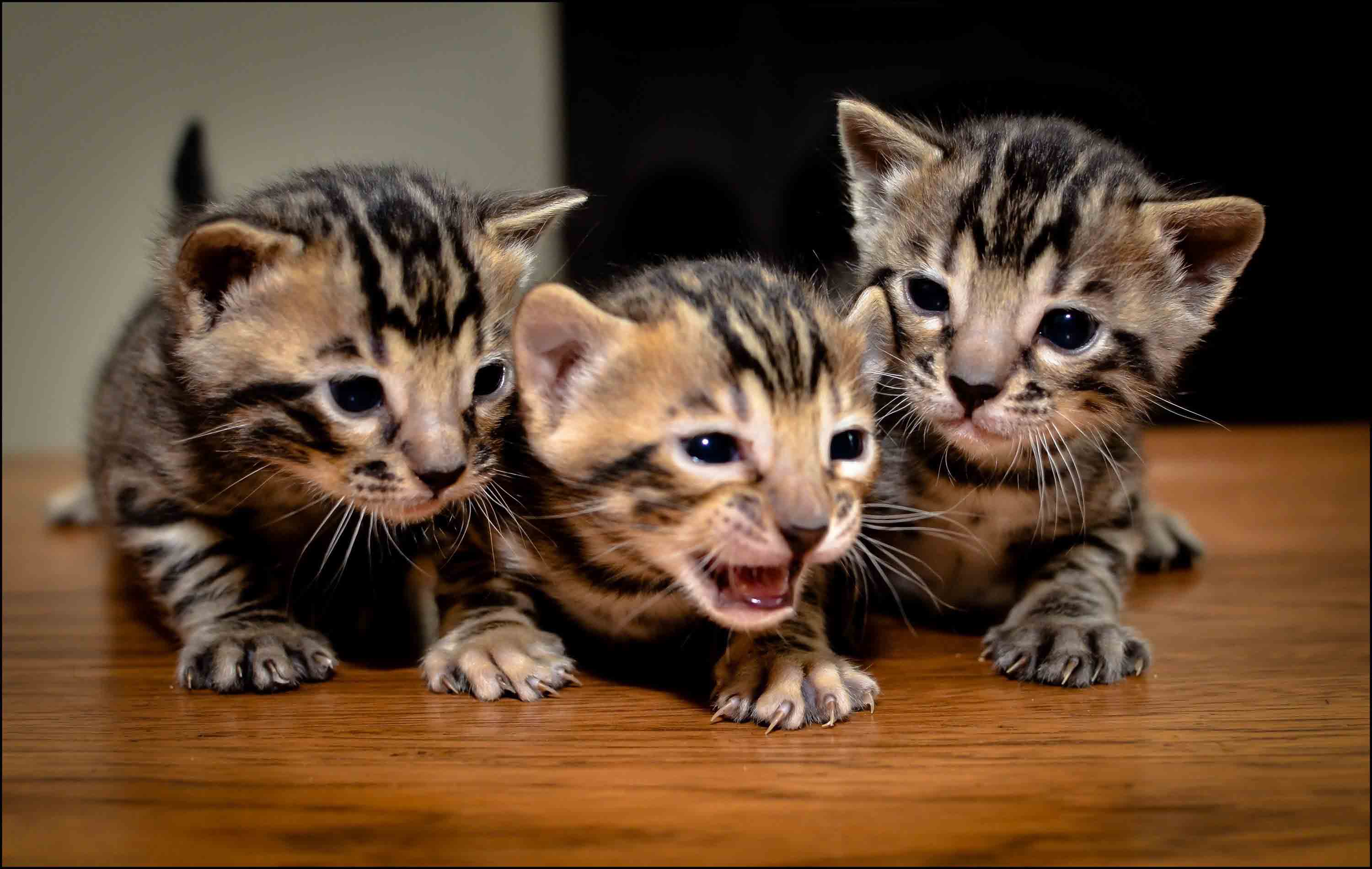 Bengal Cat Wallpapers