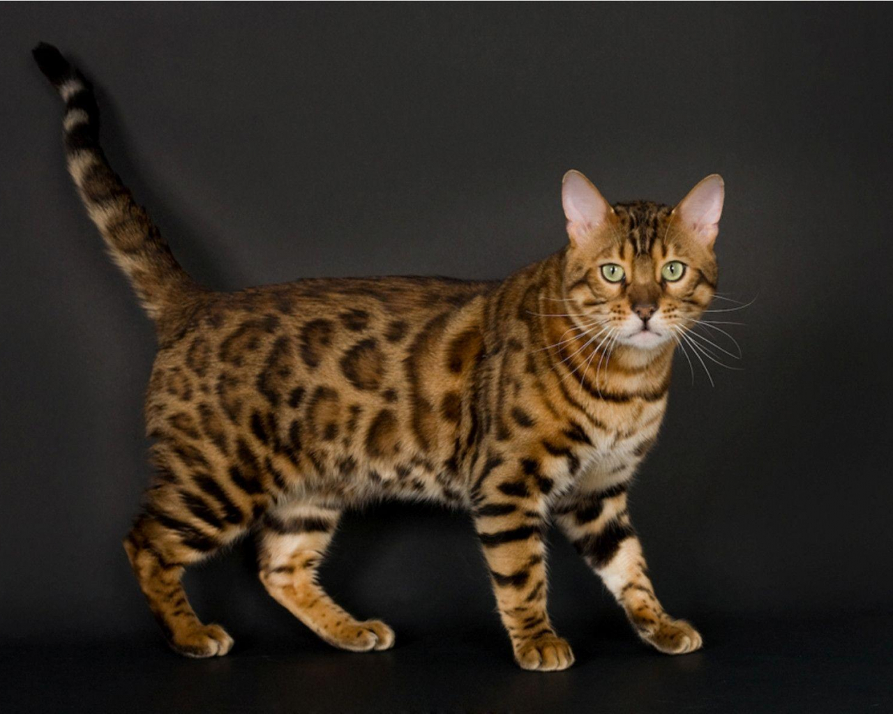 Bengal Cat Wallpapers