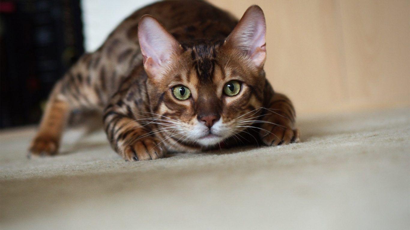 Bengal Cat Wallpapers