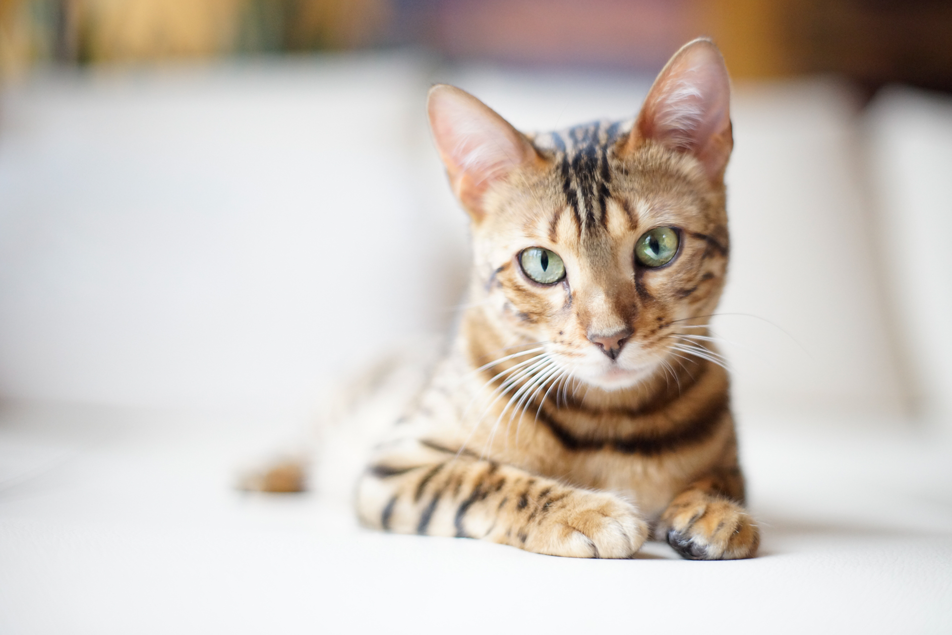 Bengal Cat Wallpapers