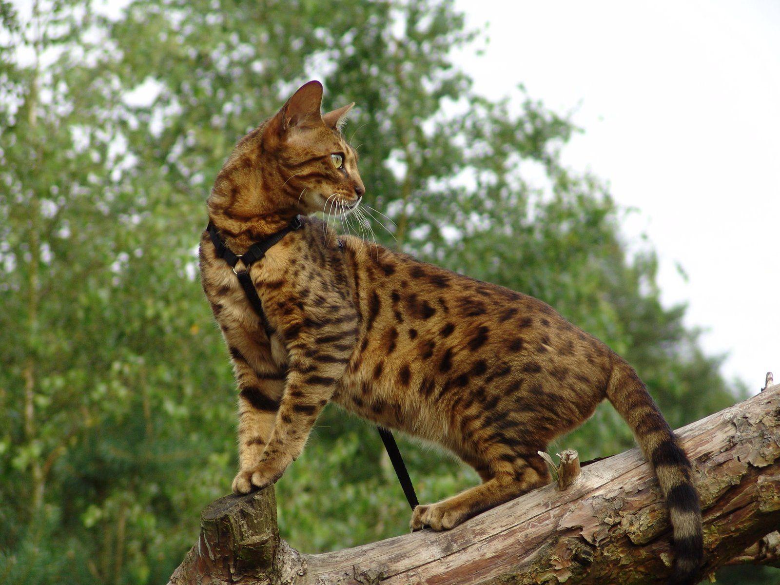 Bengal Cat Wallpapers