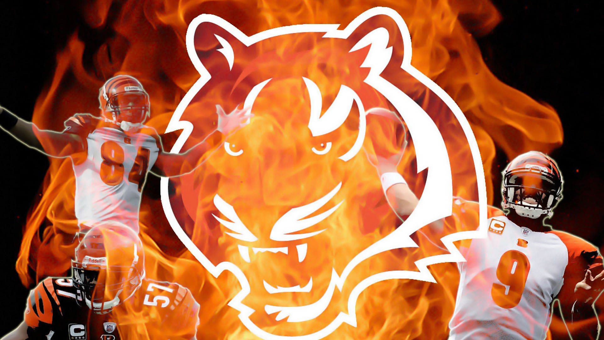 Bengals Wallpapers