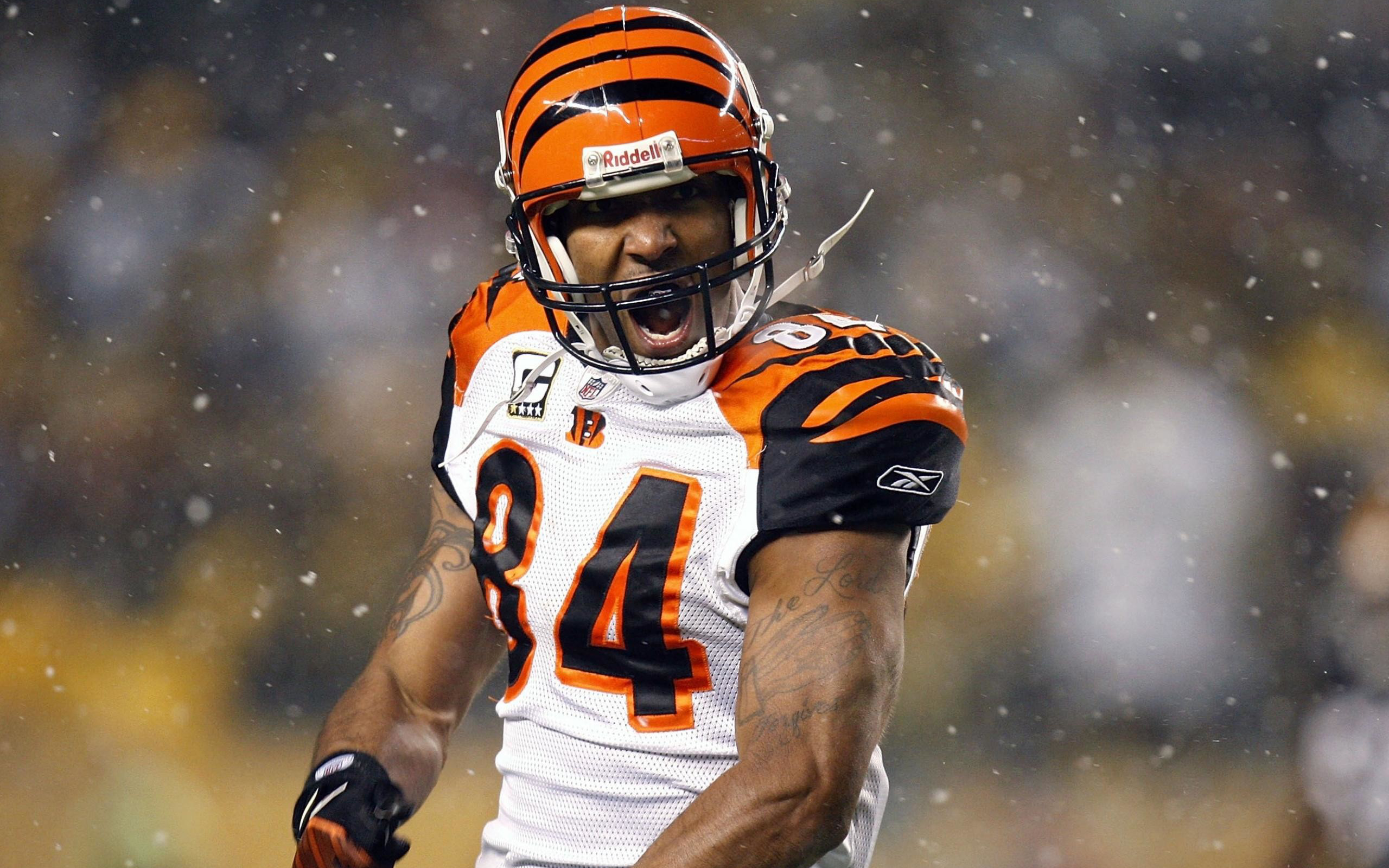 Bengals Wallpapers