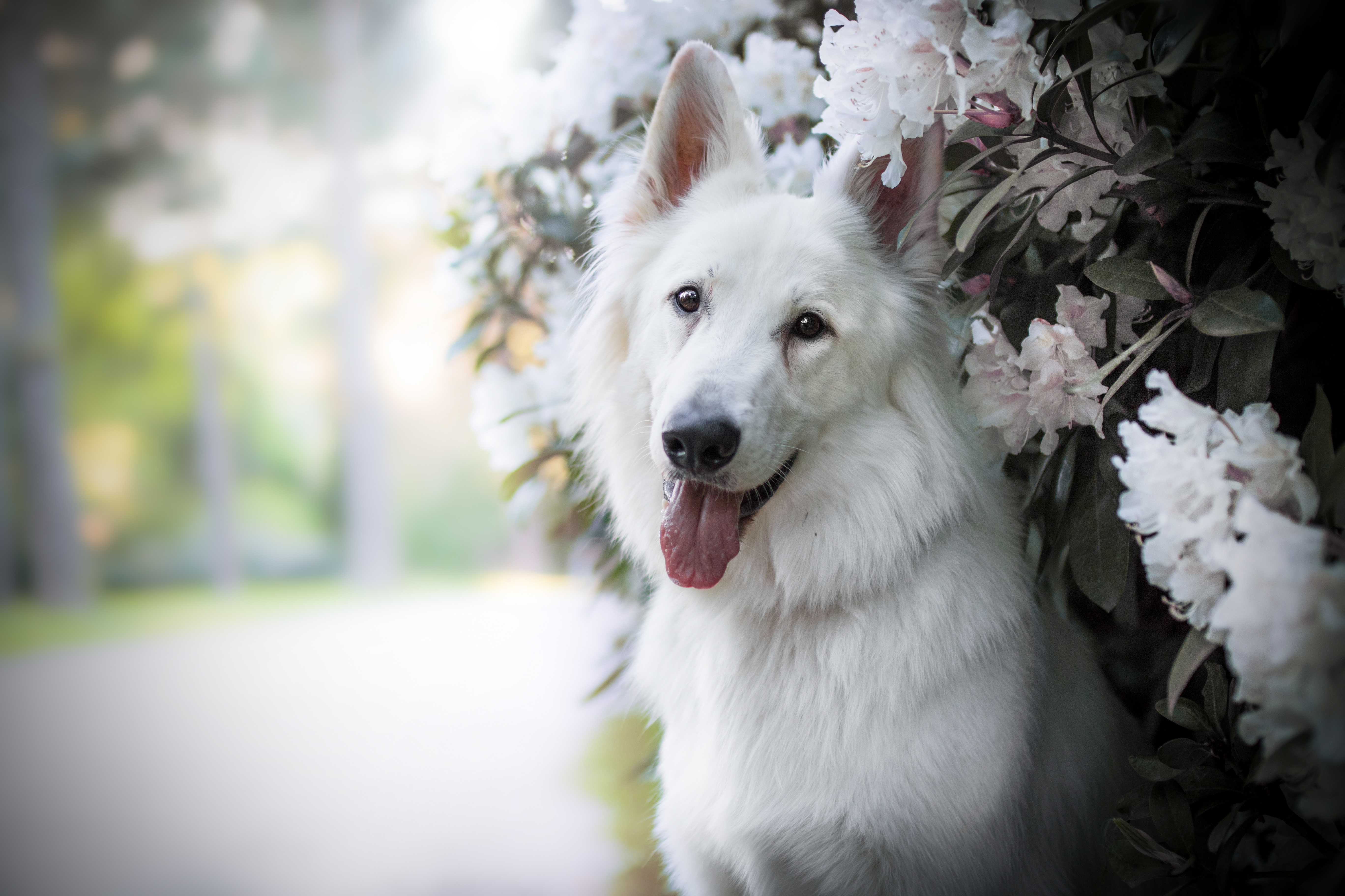 Berger Blanc Suisse Wallpapers