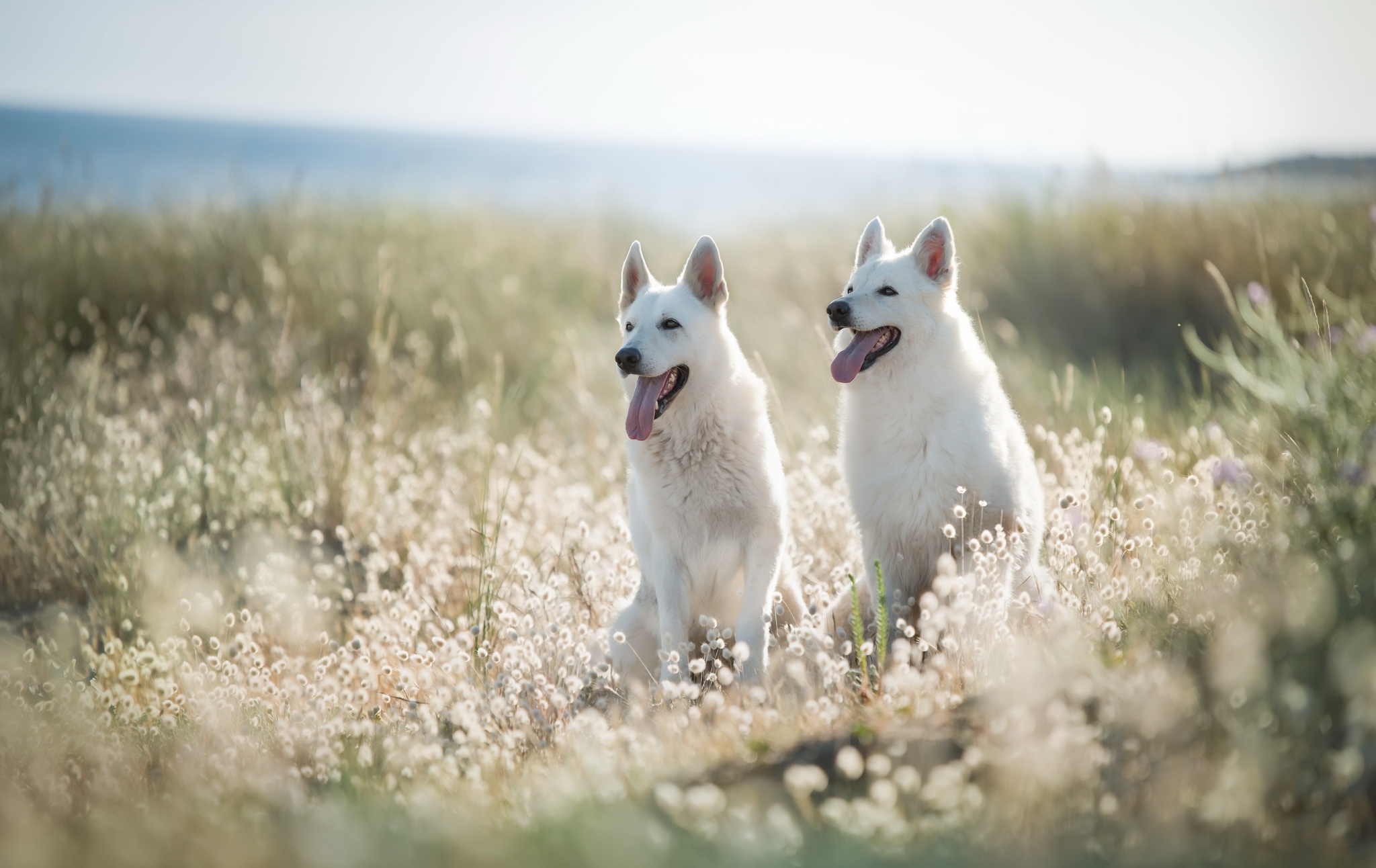 Berger Blanc Suisse Wallpapers