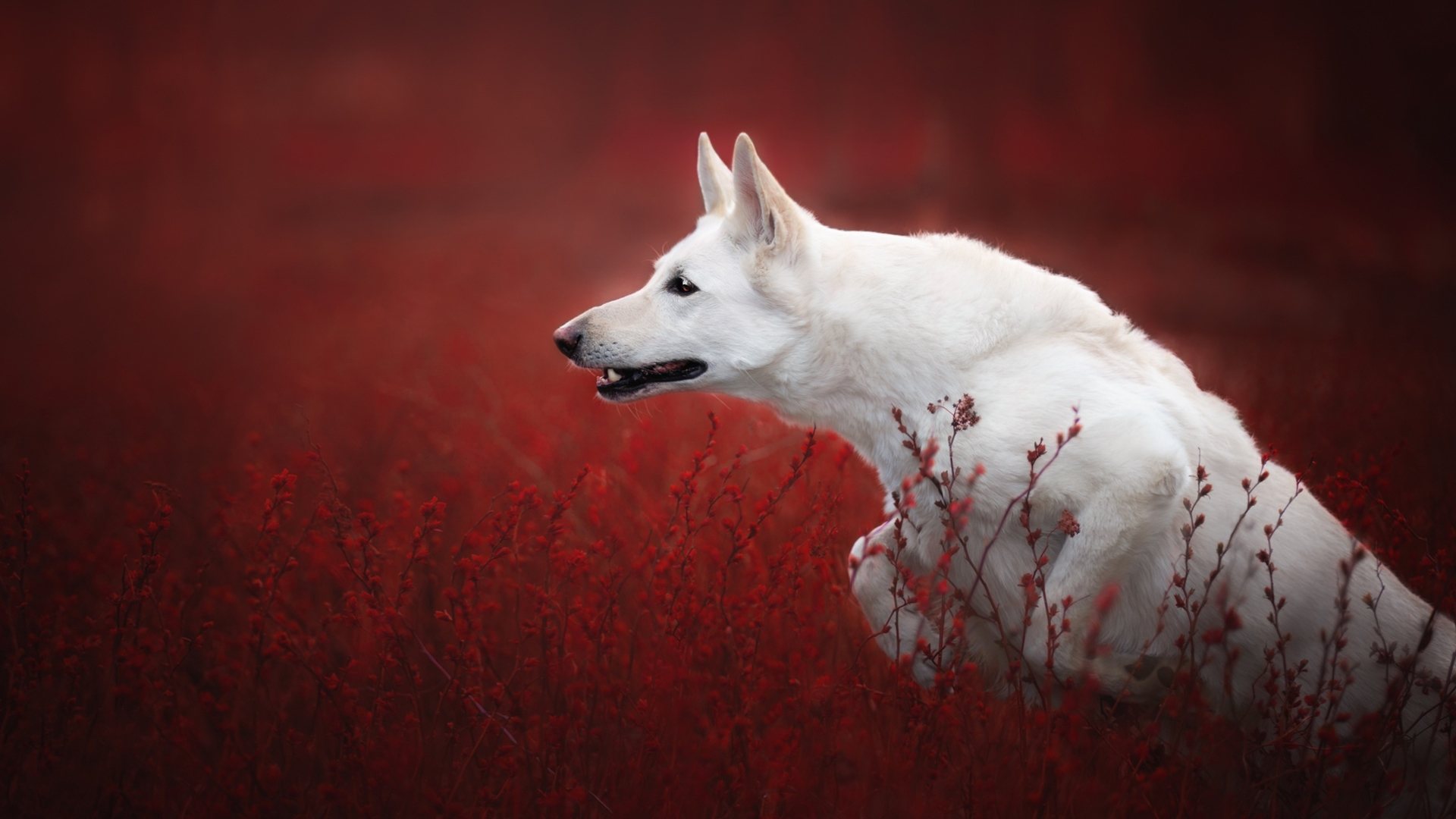 Berger Blanc Suisse Wallpapers