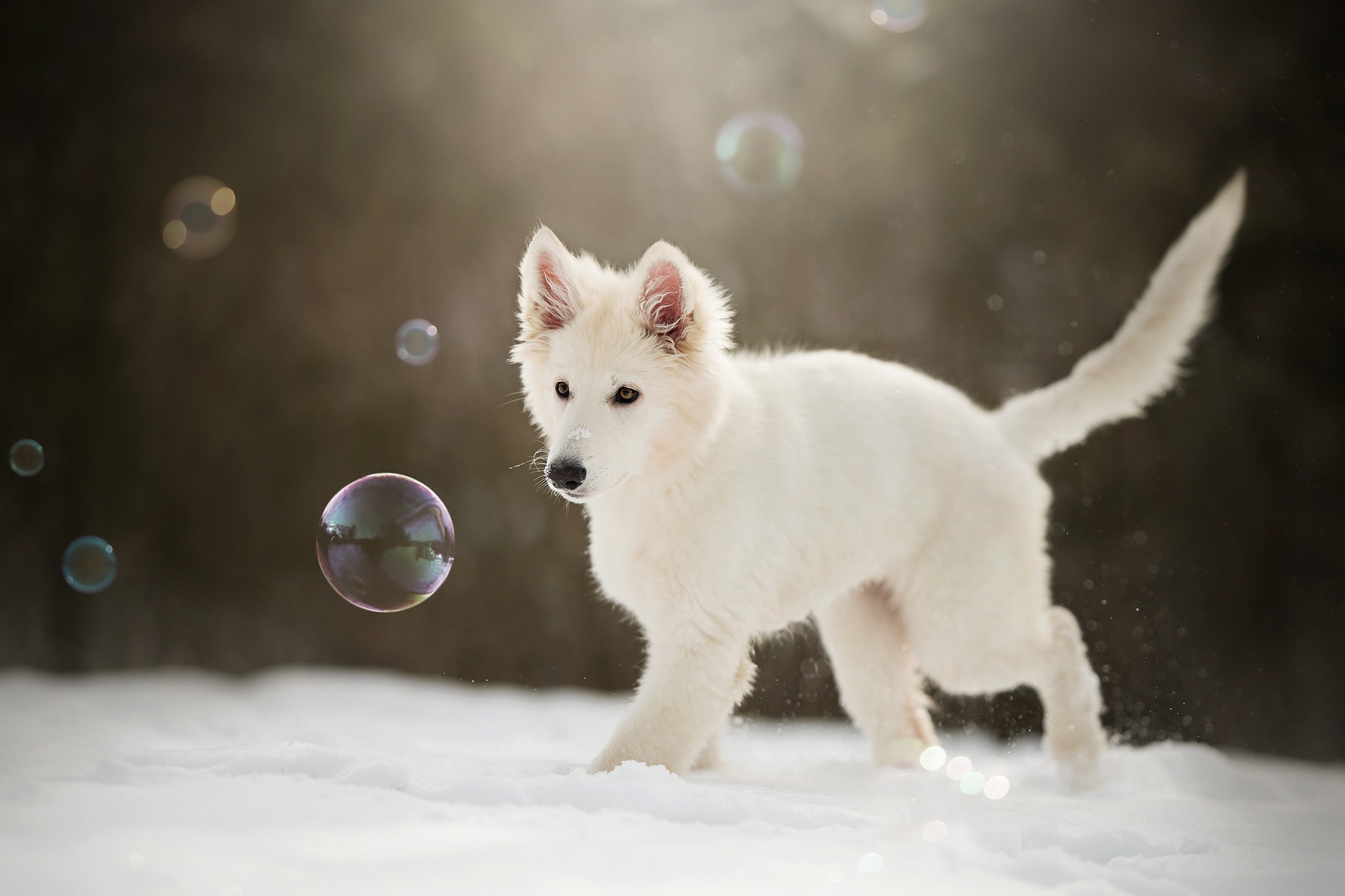 Berger Blanc Suisse Wallpapers