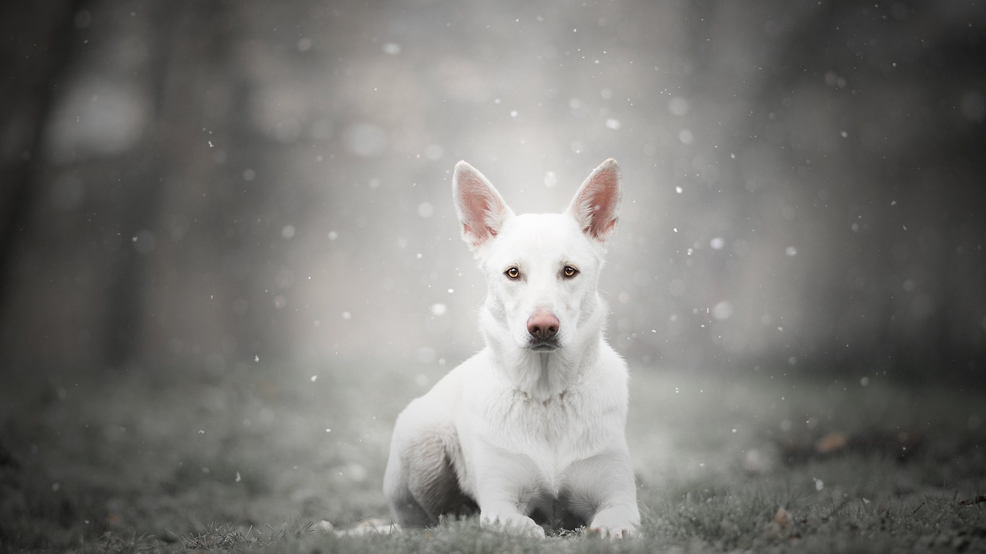 Berger Blanc Suisse Wallpapers