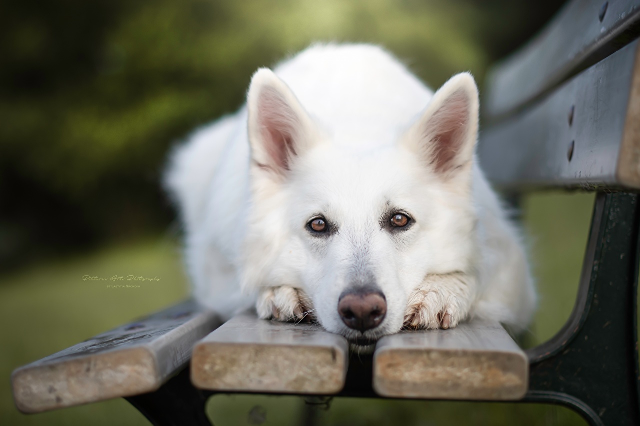 Berger Blanc Suisse Wallpapers