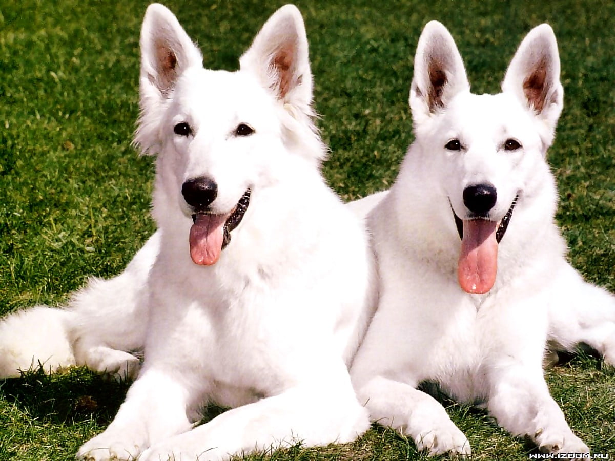 Berger Blanc Suisse Wallpapers