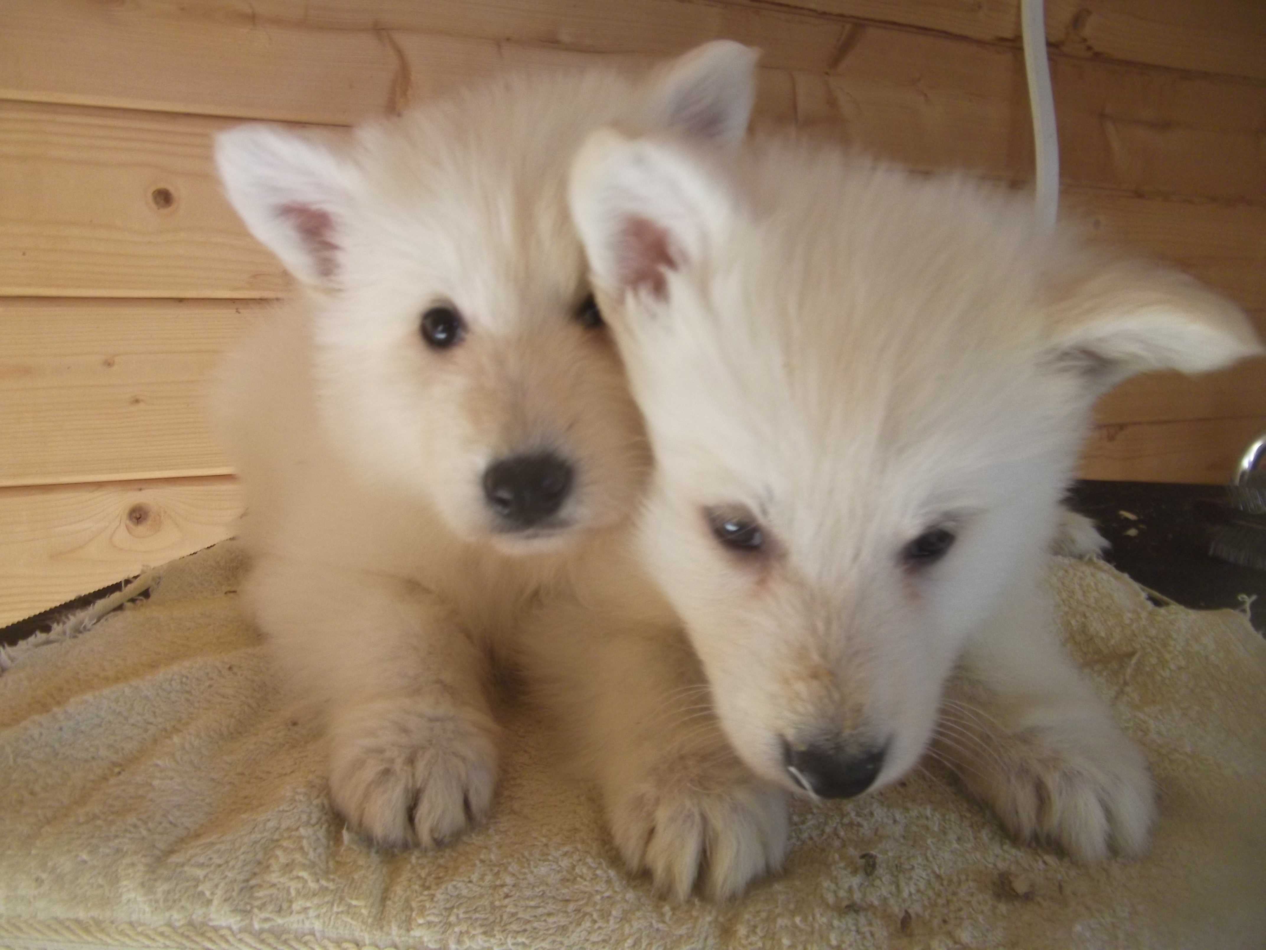 Berger Blanc Suisse Wallpapers