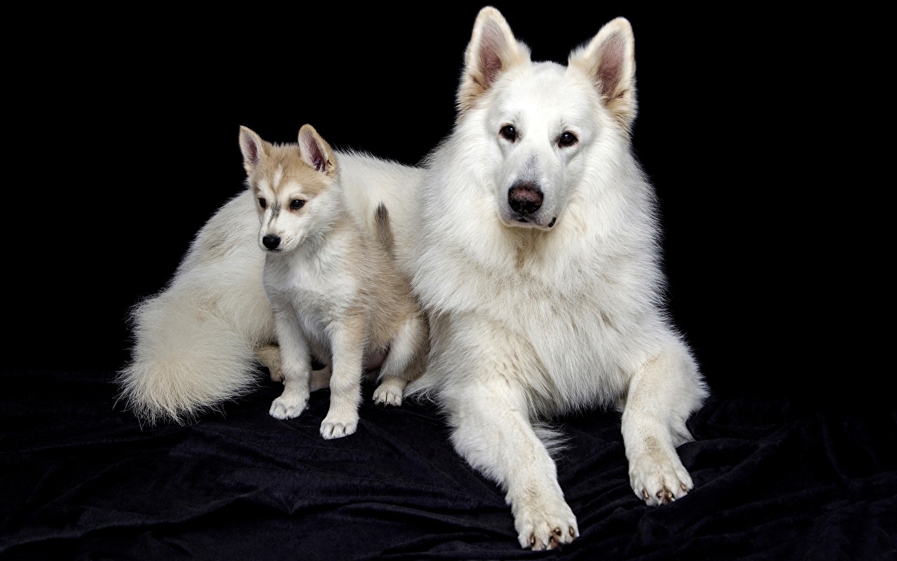 Berger Blanc Suisse Wallpapers