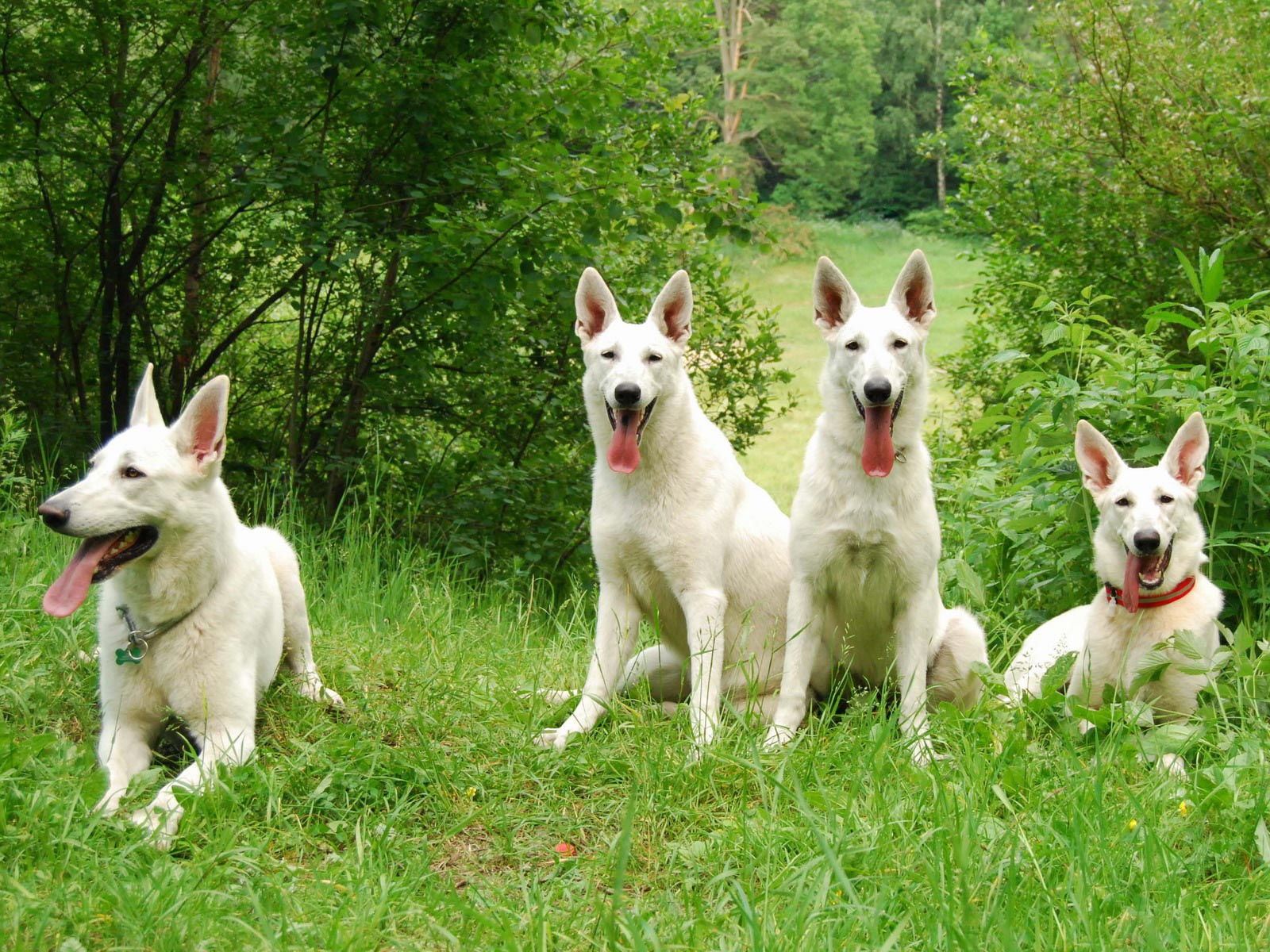 Berger Blanc Suisse Wallpapers